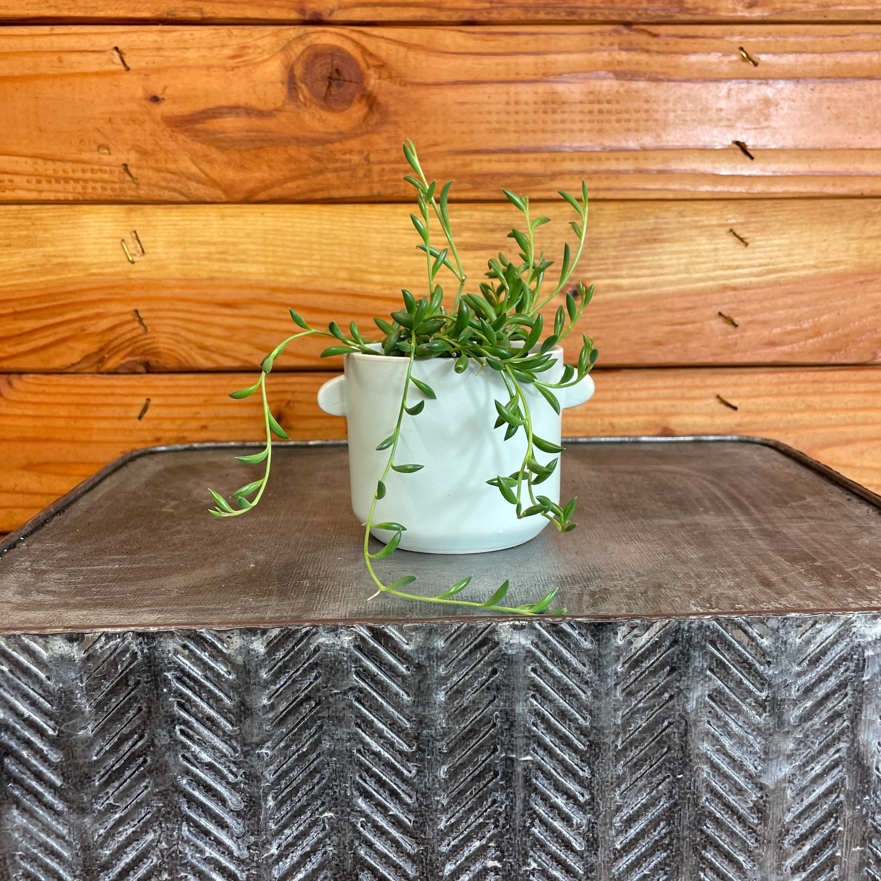 Radicans String of Bananas, 2" Plant