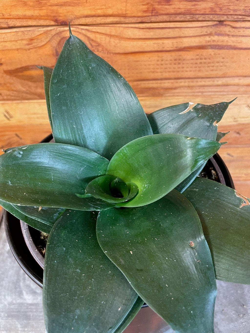 Sansevieria Black Jade Hahnii, 6" Plant