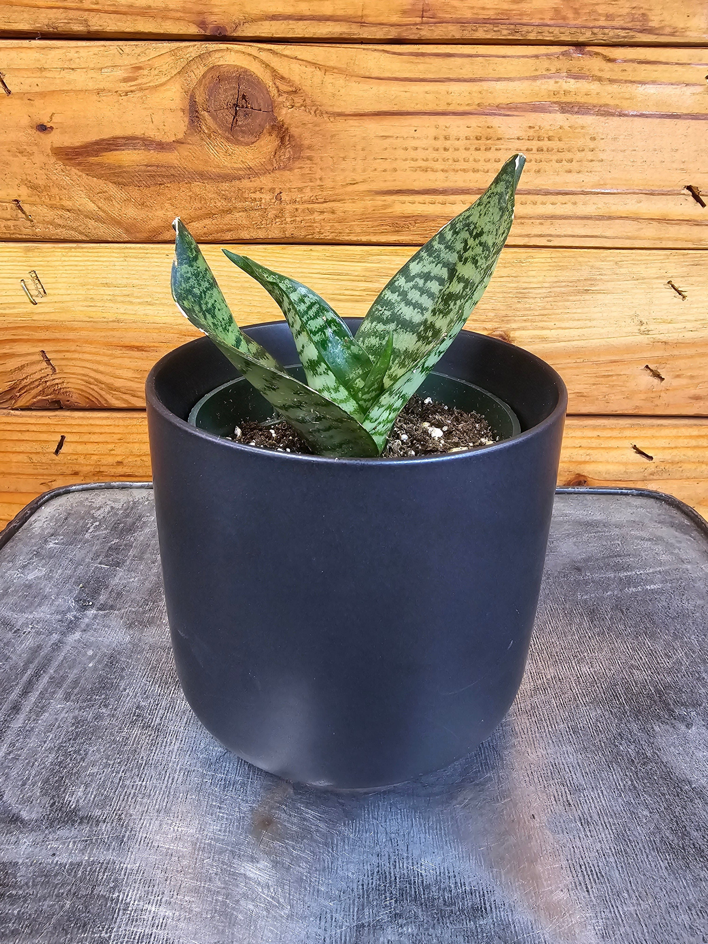 Sansevieria Green Hahnii, 4" Plant