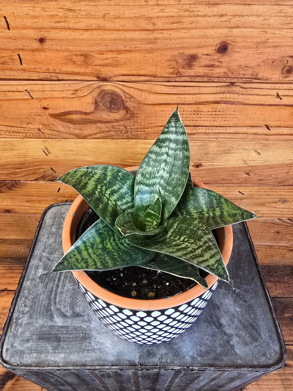 Sansevieria Green Hahnii, 6" Plant