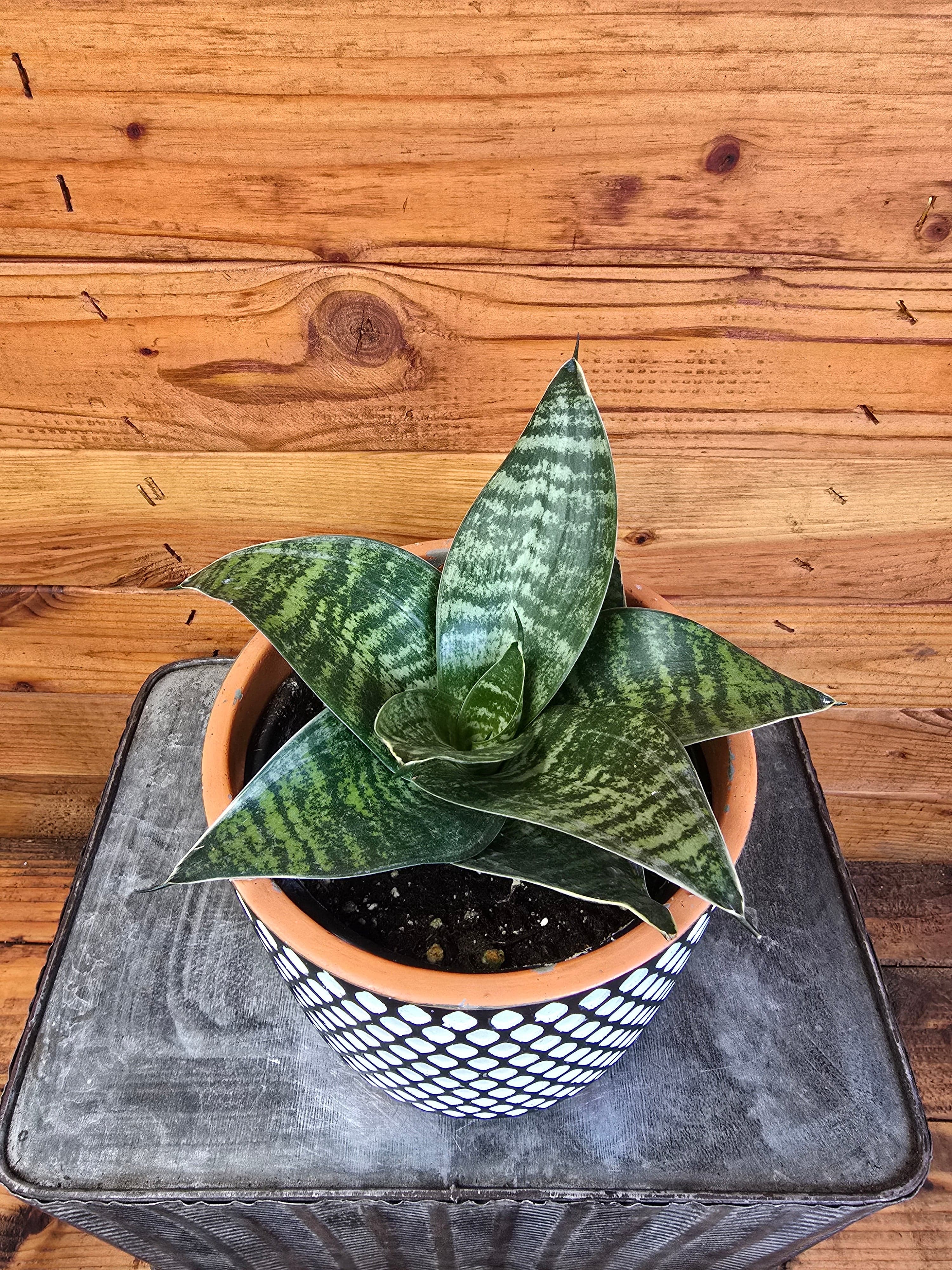 Sansevieria Green Hahnii, 6" Plant