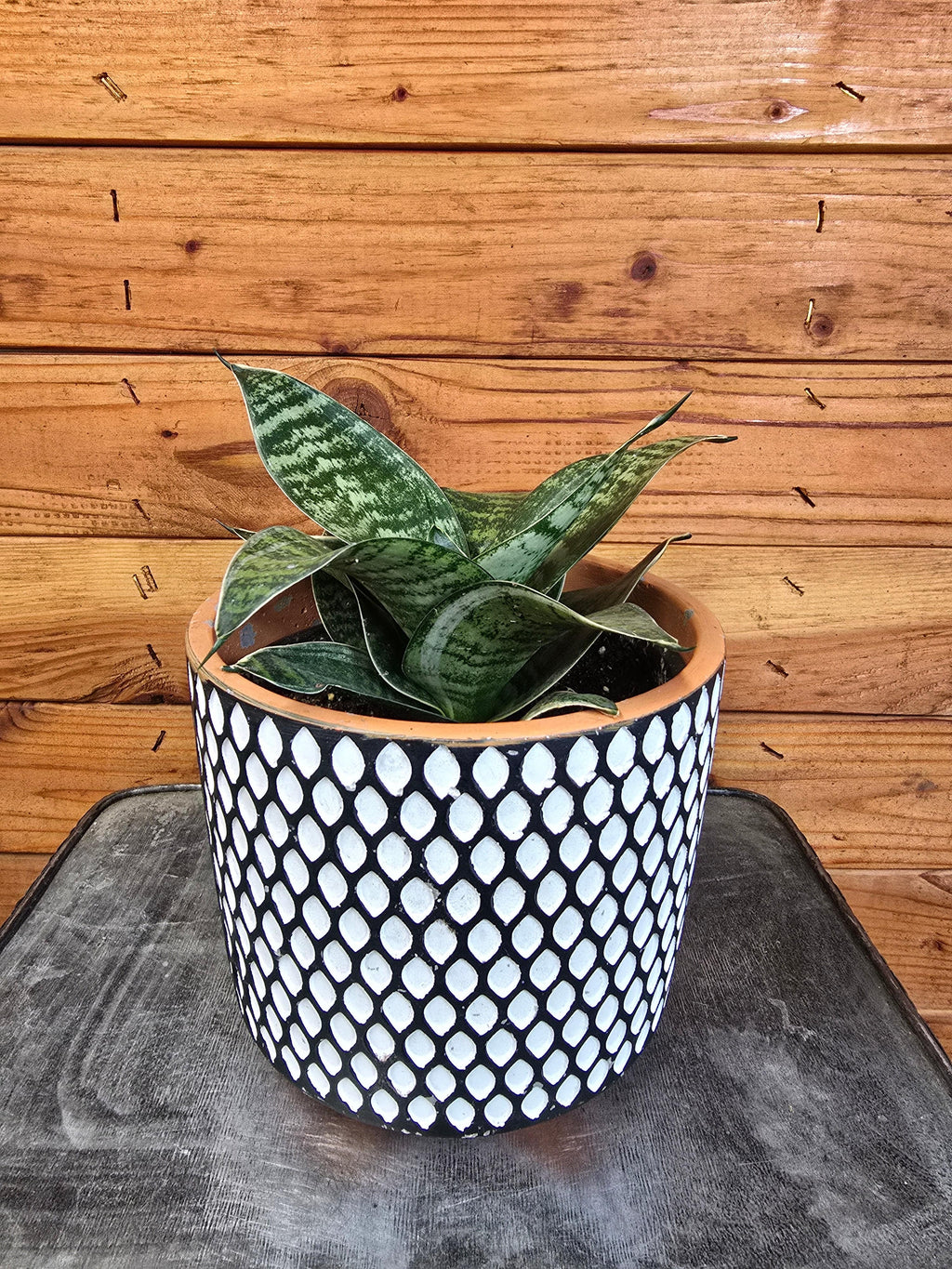 Sansevieria Green Hahnii, 6" Plant