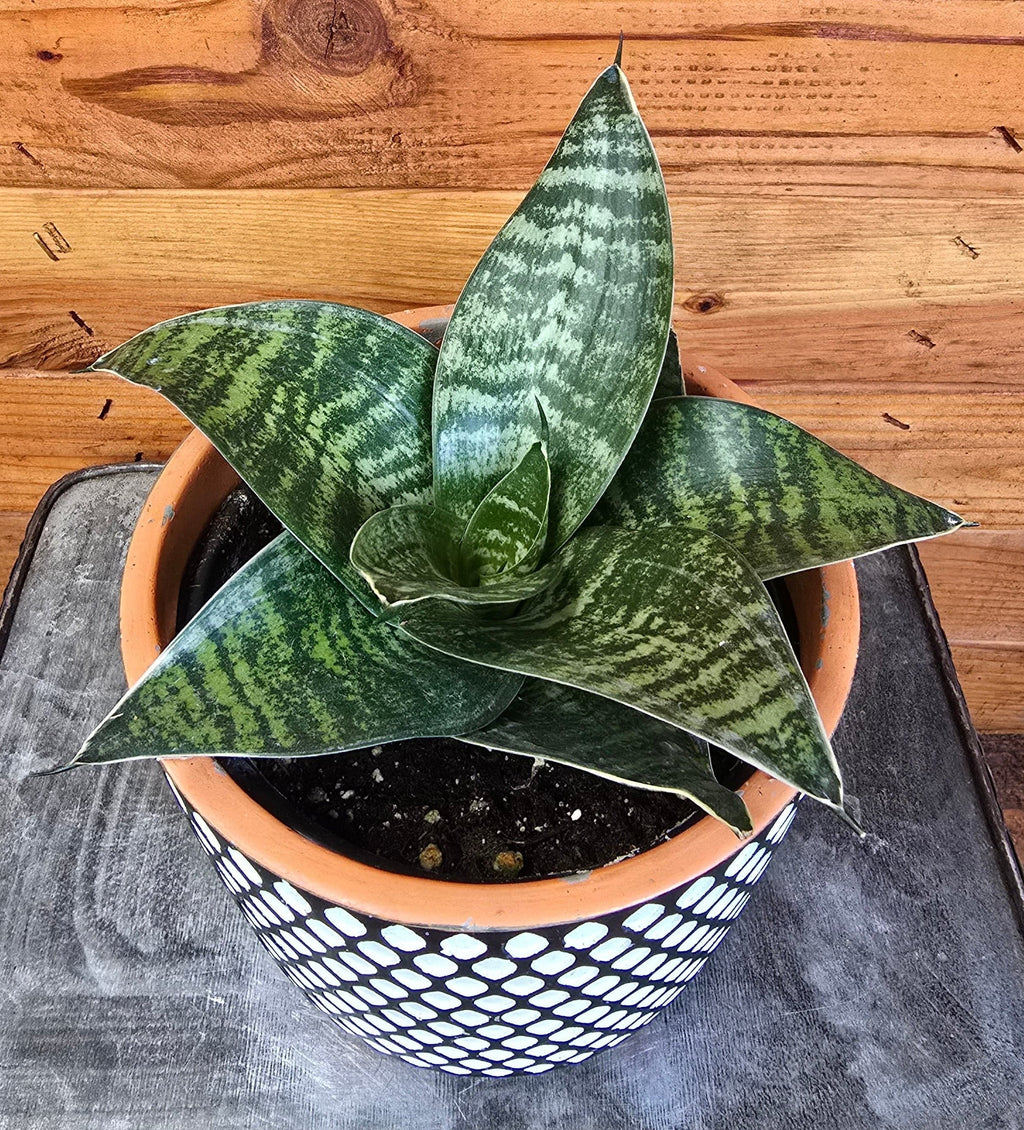 Sansevieria Green Hahnii, 6" Plant