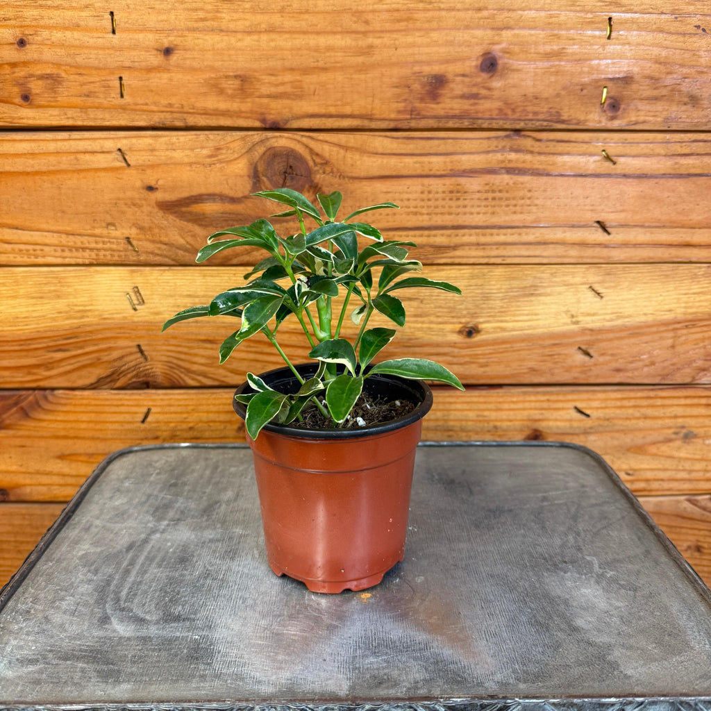 Schefflera Moondrop, 4" Plant