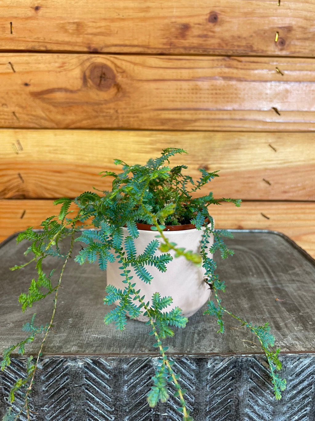 Selaginella Fern Peacock, 2" Plant
