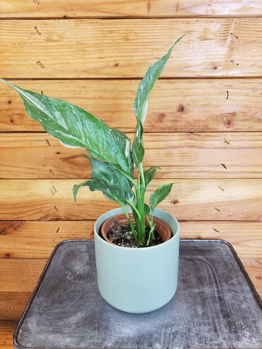 Spathiphyllum Domino, 4" Plant
