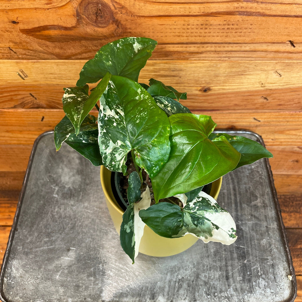 Syngonium Albo-Variegatum, 4" Plant