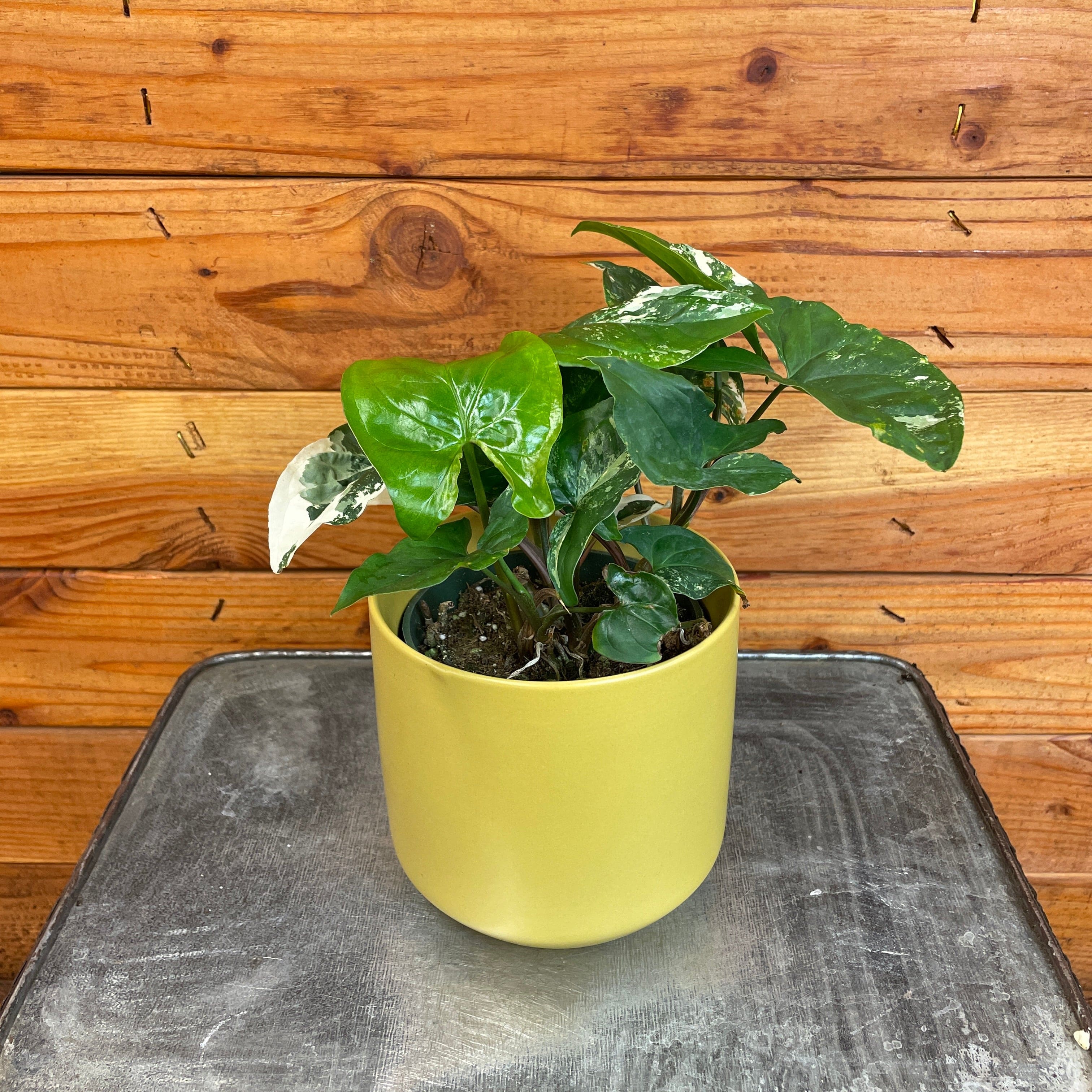 Syngonium Albo-Variegatum, 4" Plant