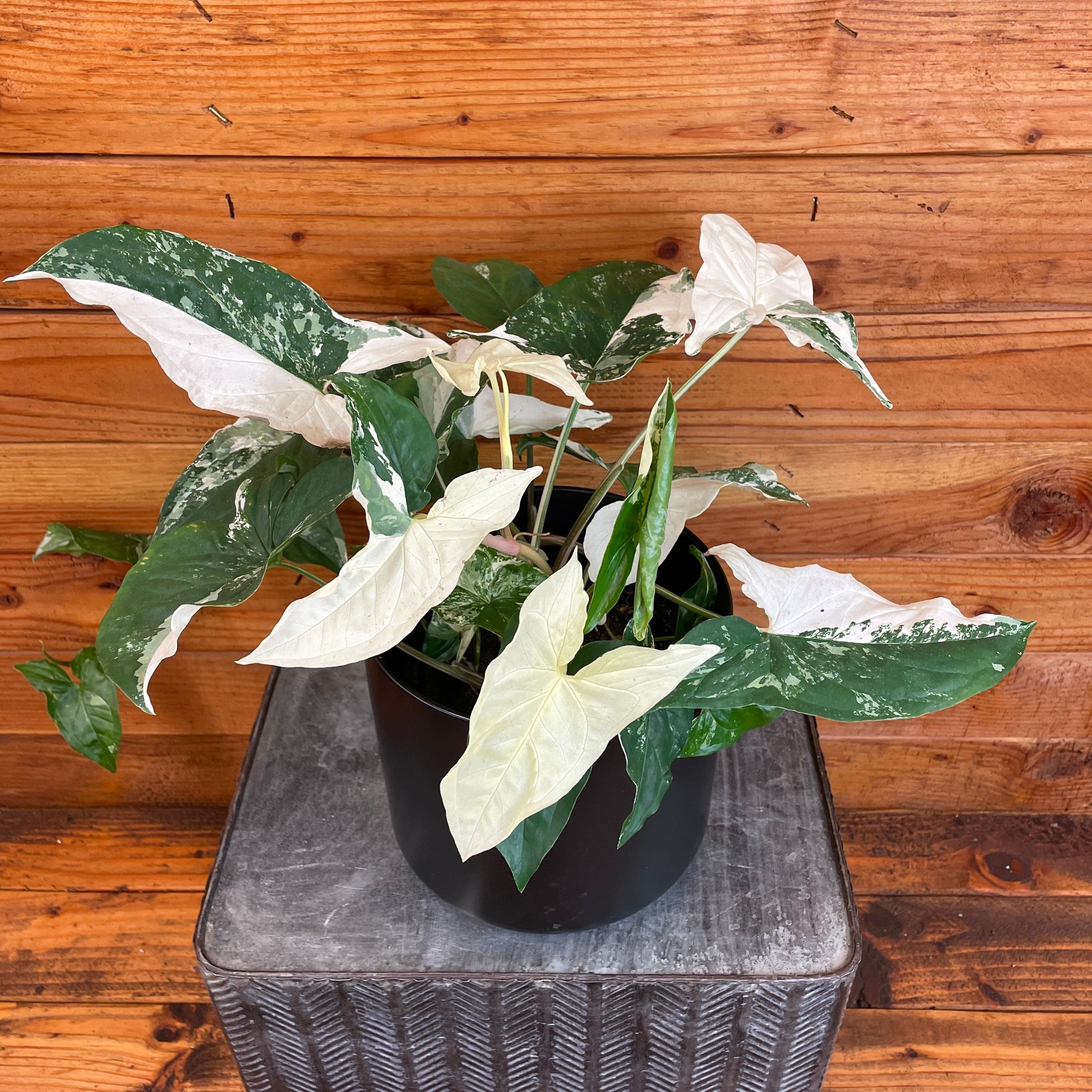 Syngonium Albo-Variegatum, 6" Plant