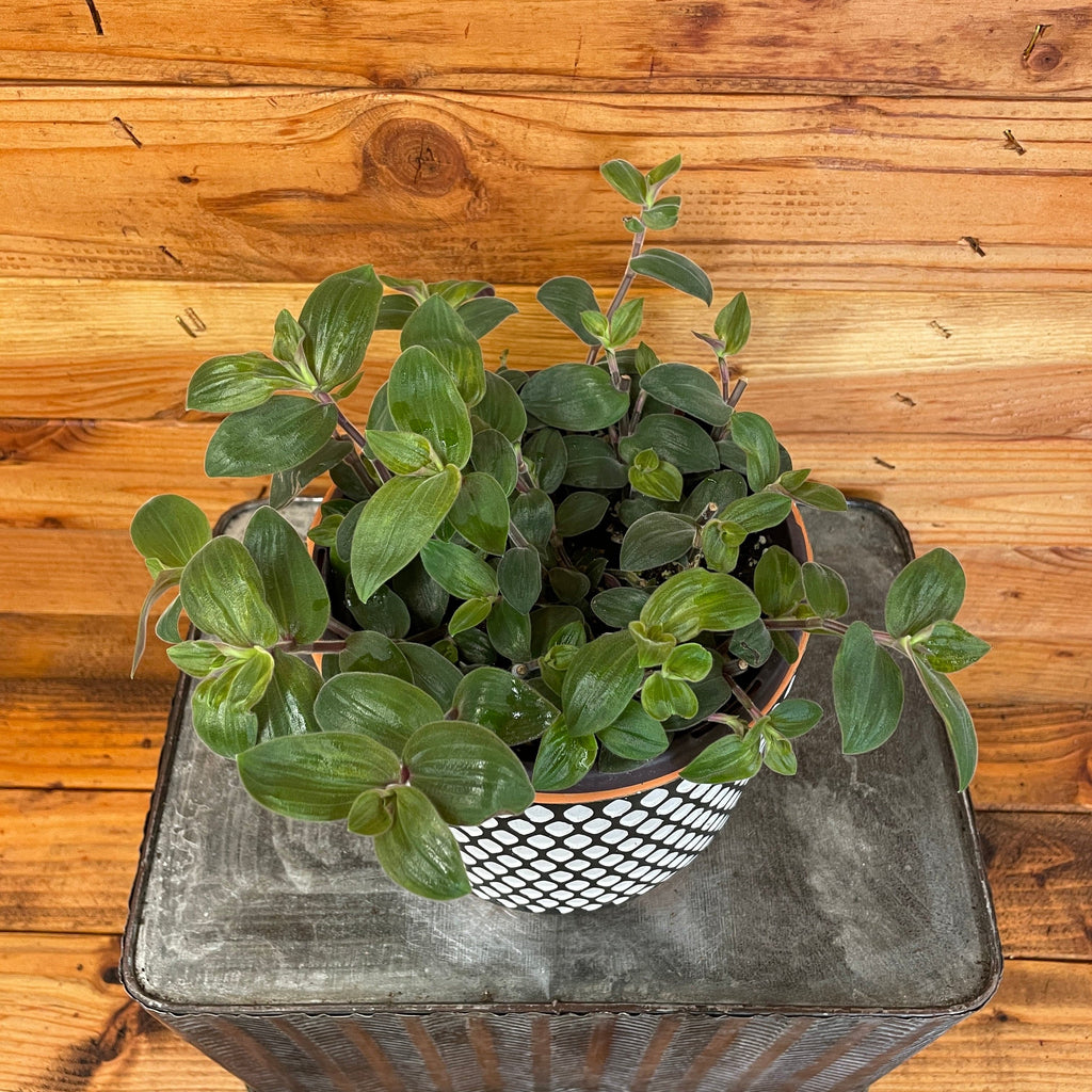 Tradescantia Baby Bunny Bellies, Cuttings x5