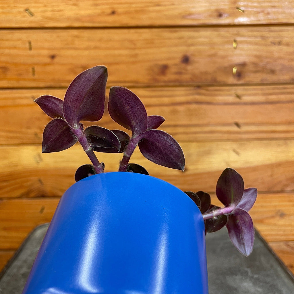 Tradescantia Hijau Baru, 2" Plant