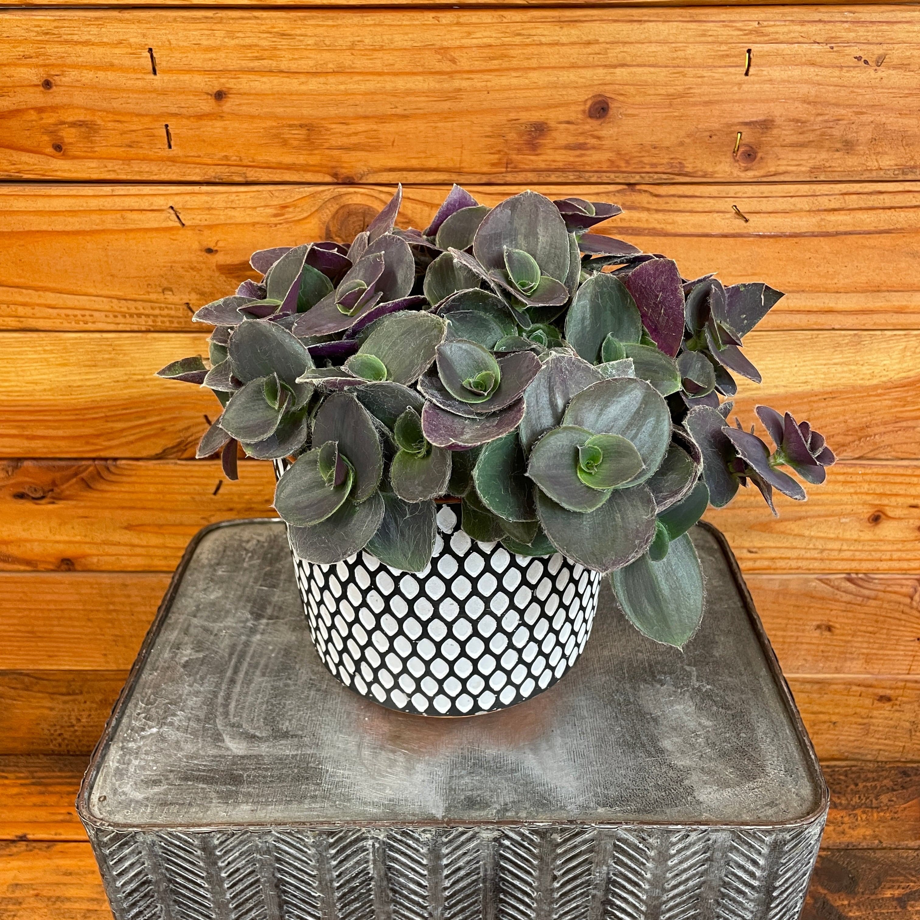 Tradescantia Sillamontana Purple Teddy Bear Vine, 6" Plant