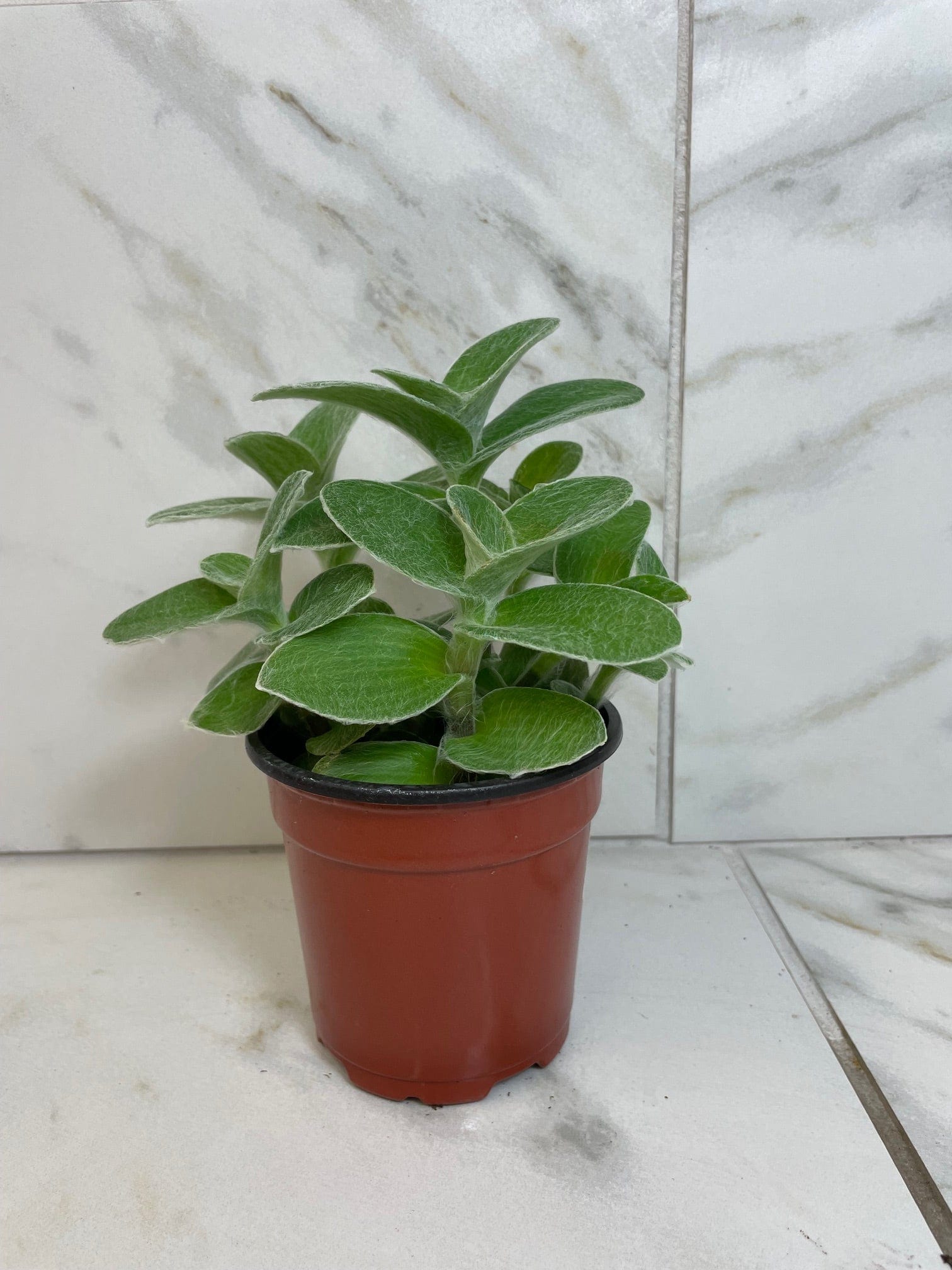 Tradescantia Sillamontana Teddy Bear Vine, 4" Plant