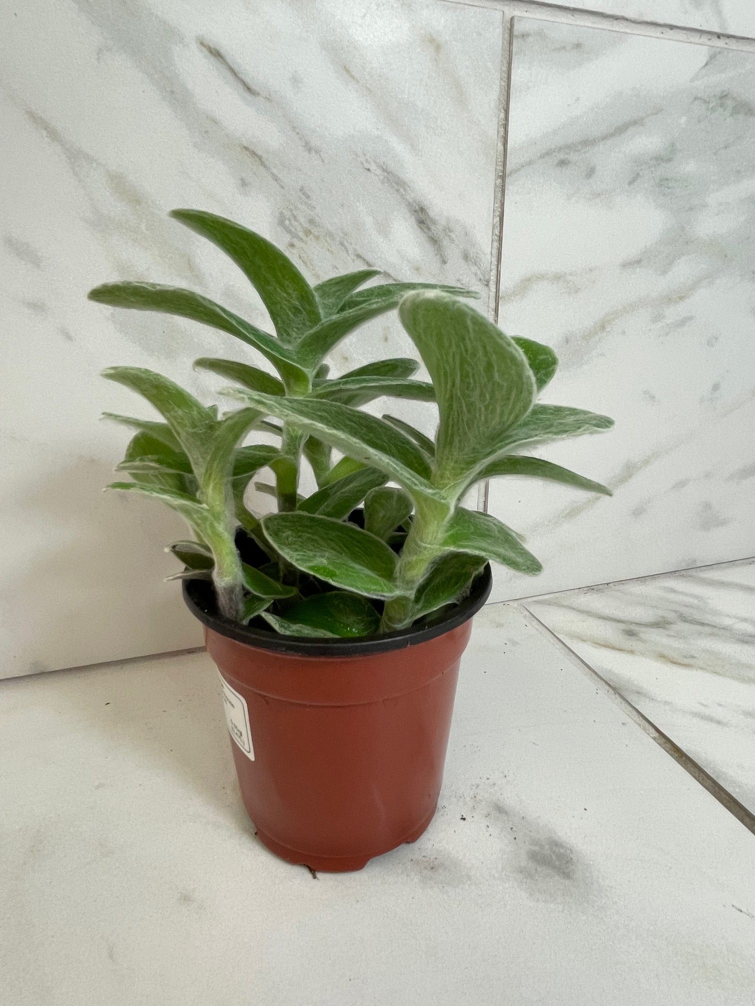 Tradescantia Sillamontana Teddy Bear Vine, 4" Plant