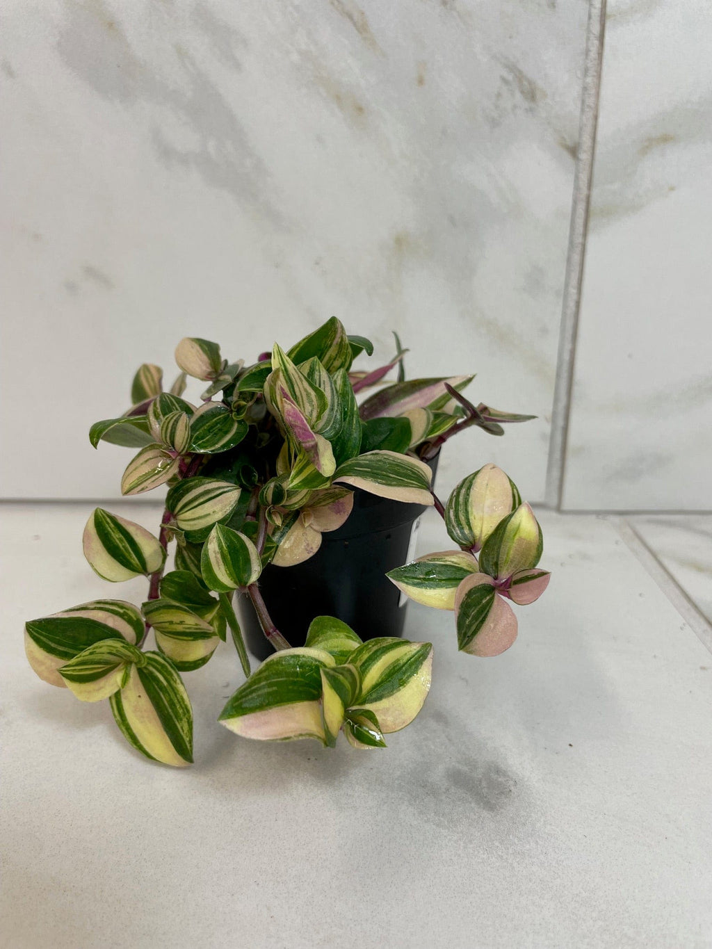 Tradescantia Tricolor, 2" Plant