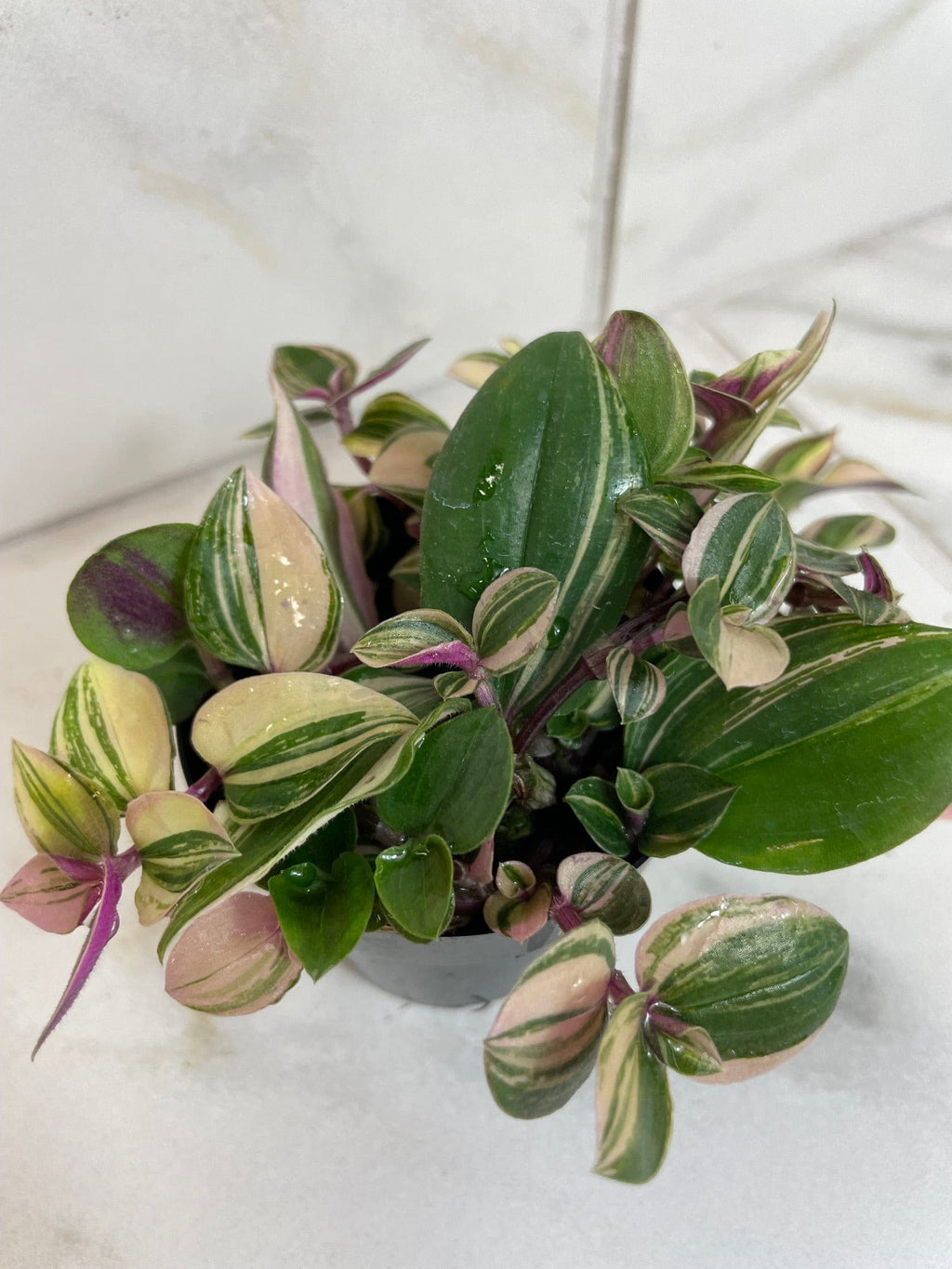Tradescantia Tricolor, 2" Plant