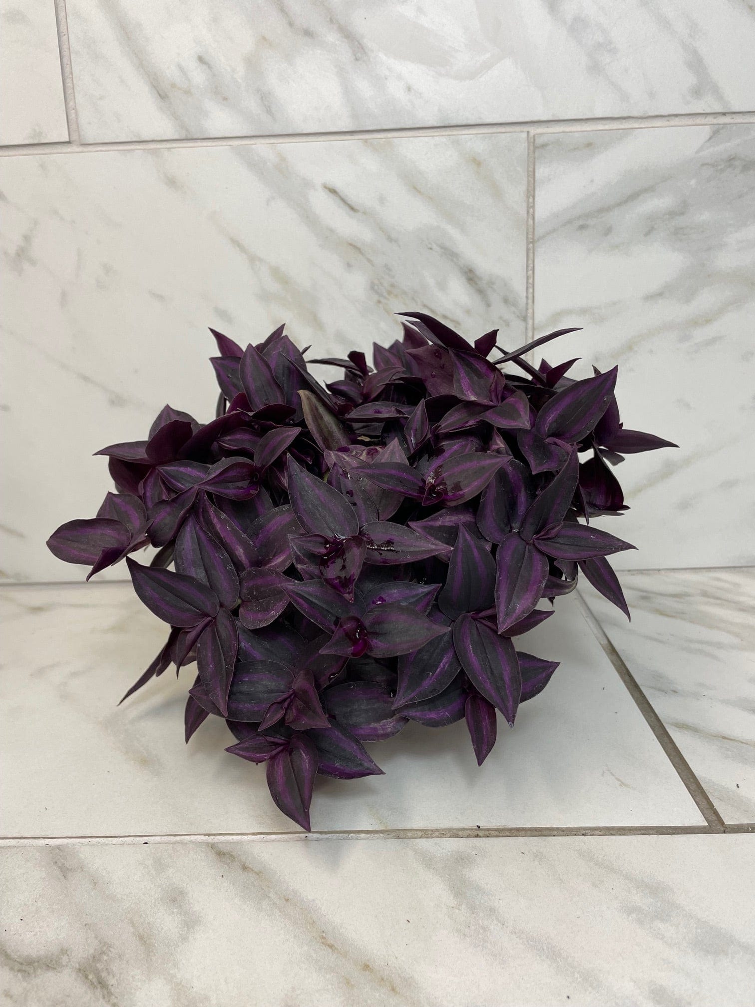 Tradescantia Zebrina Red Mini, 6" Plant