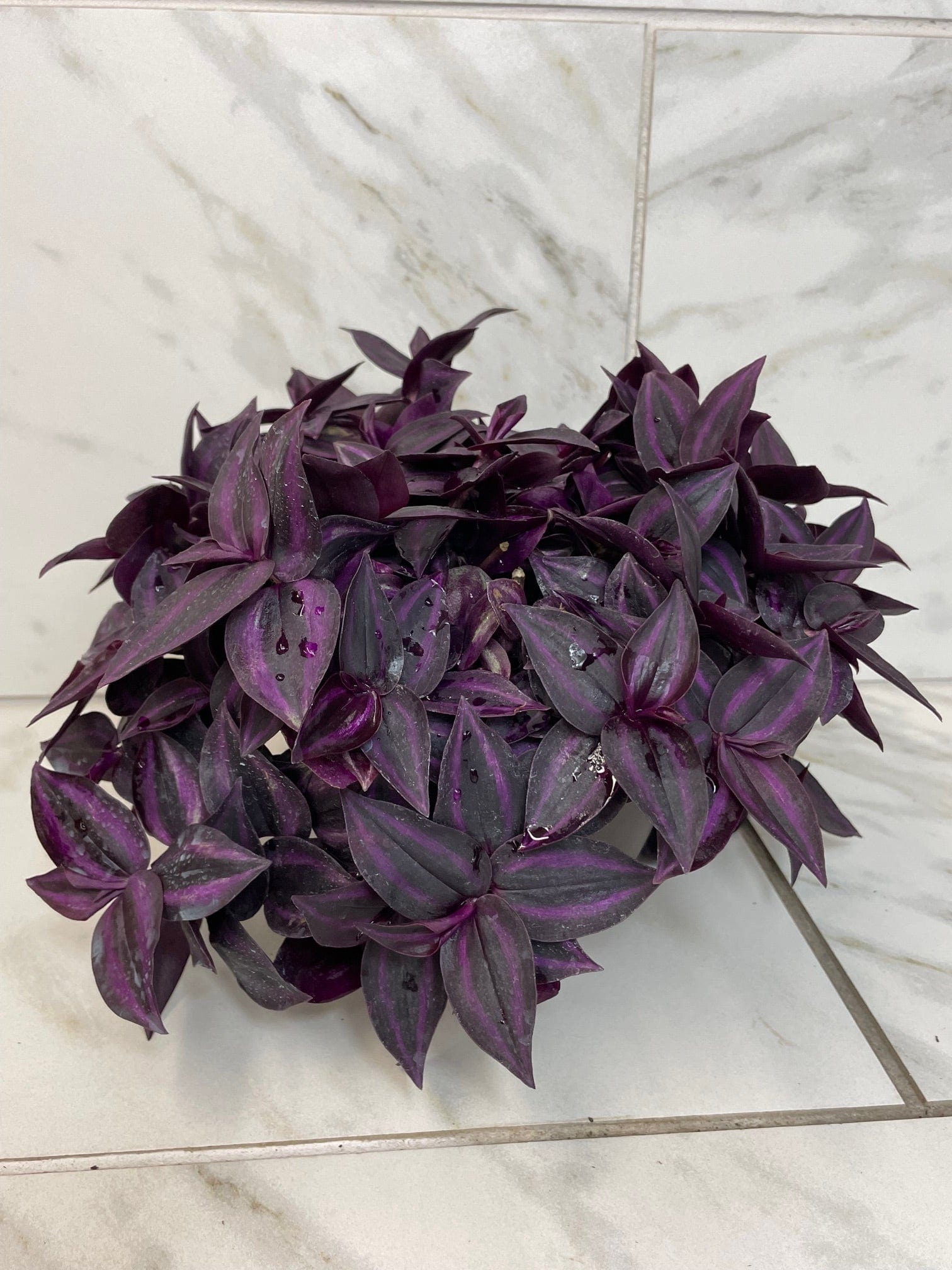 Tradescantia Zebrina Red Mini, 6" Plant