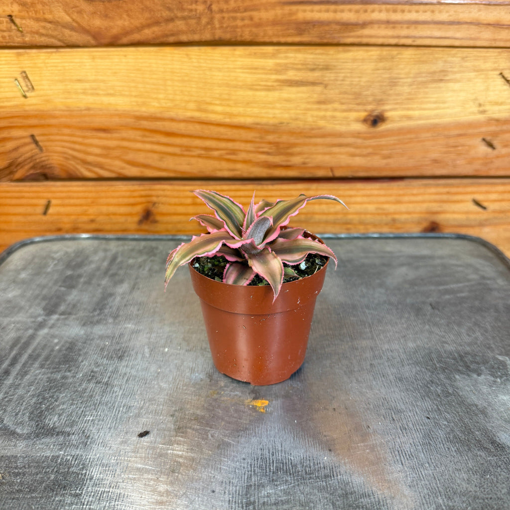 Cryptanthus Pink, 2" Plant