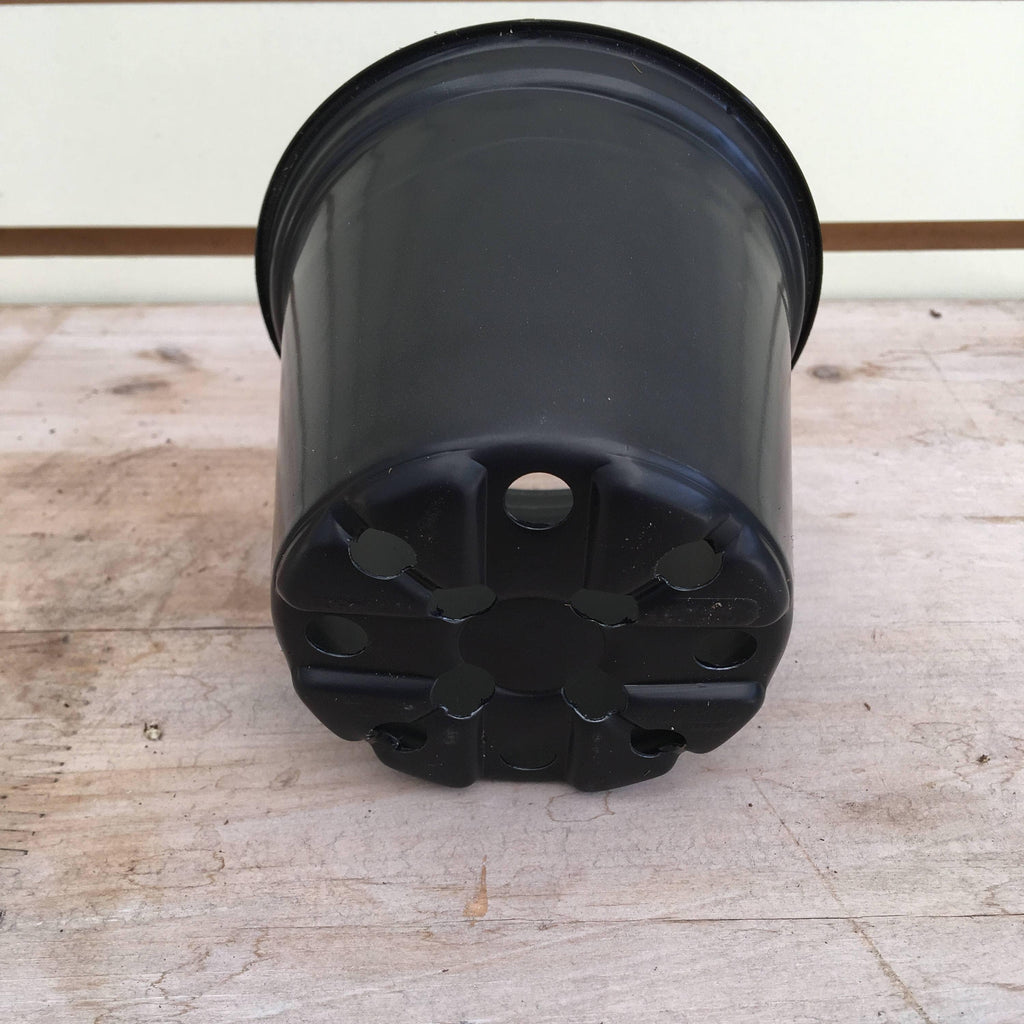 Starter Kit for Large Cuttings (2 Pots)