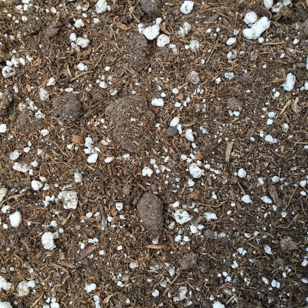 Starter Kit for Large Cuttings (2 Pots)