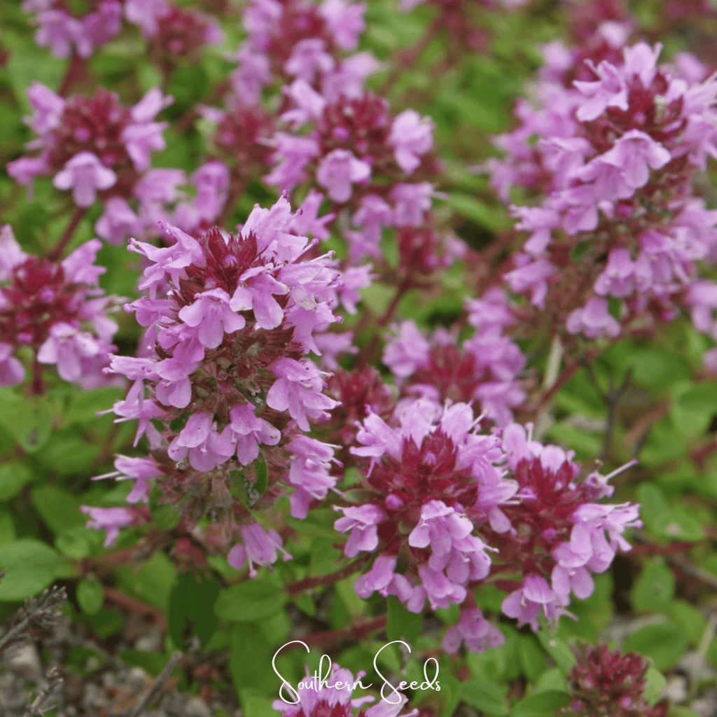 Lemon Thyme – 100 Seeds