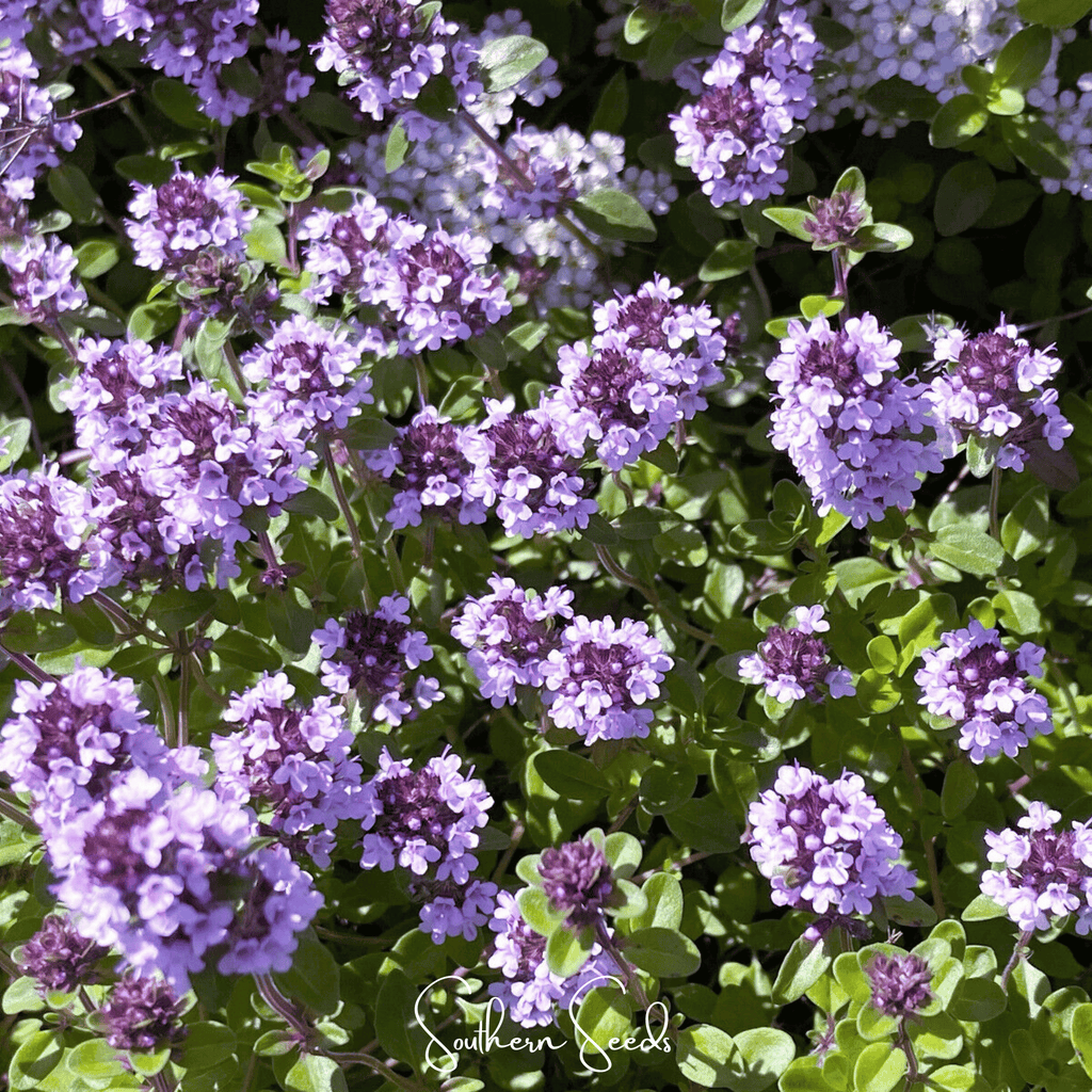 Lemon Thyme – 100 Seeds