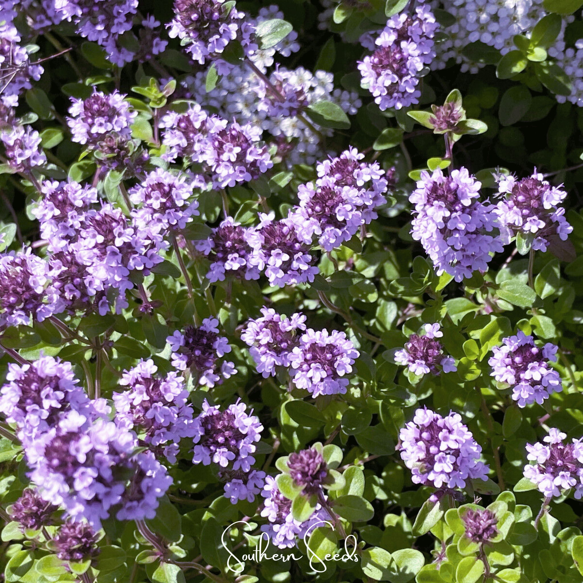 Lemon Thyme – 100 Seeds