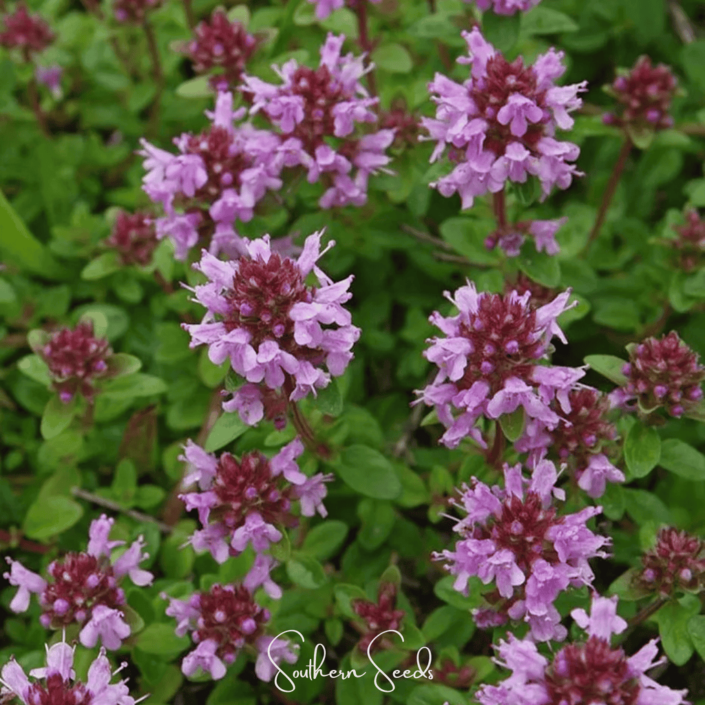 Lemon Thyme – 100 Seeds