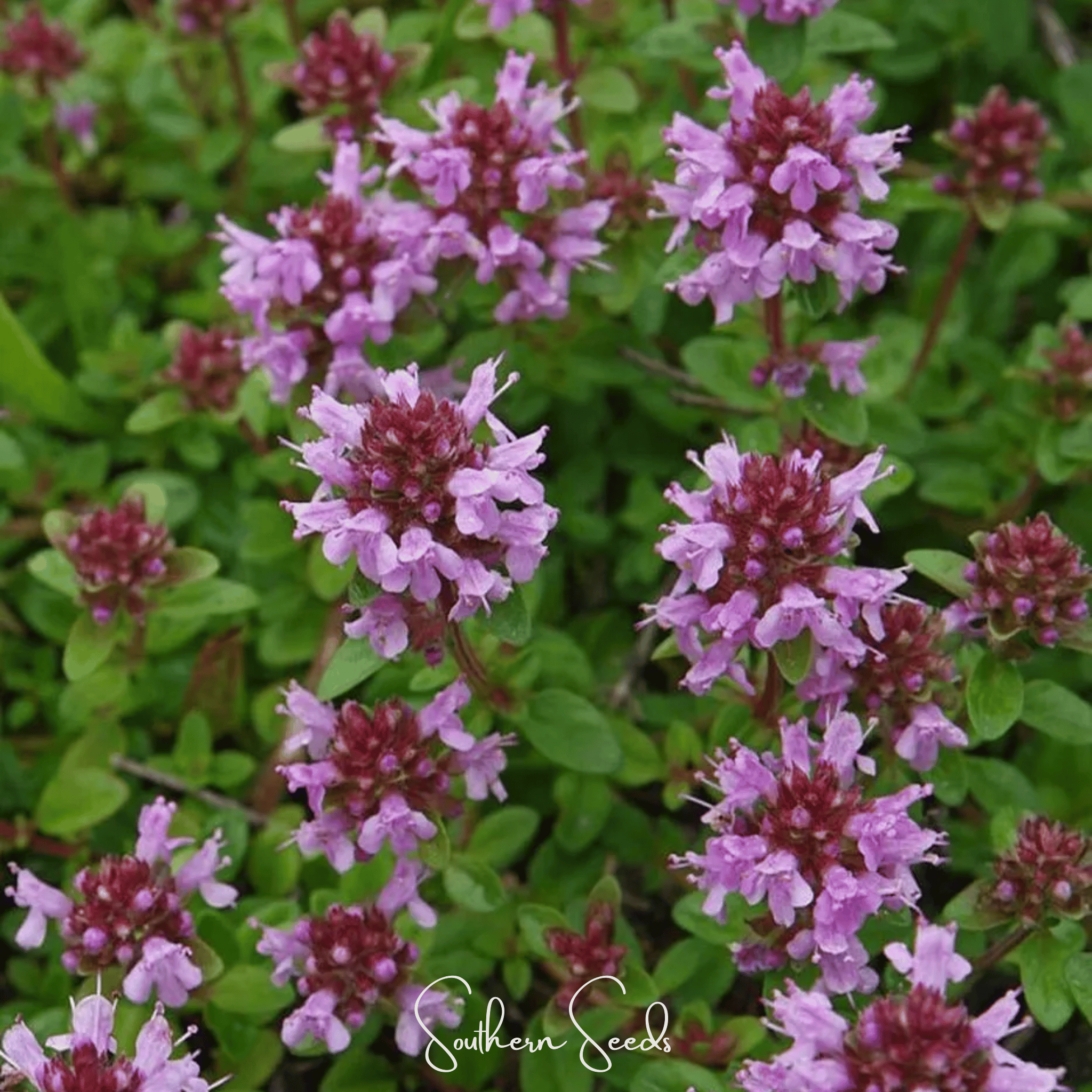Lemon Thyme – 100 Seeds
