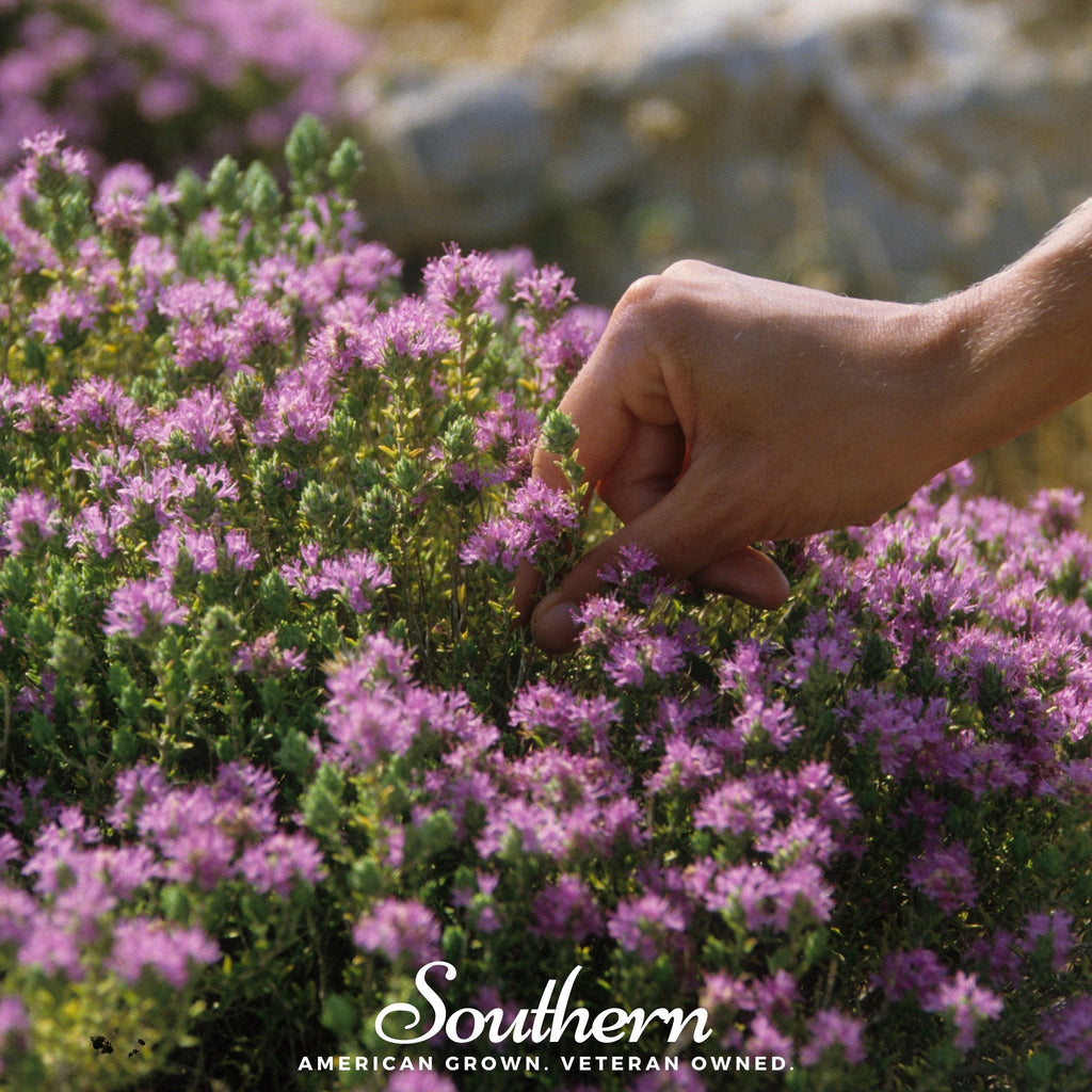 Wild Thyme – 100 Seeds