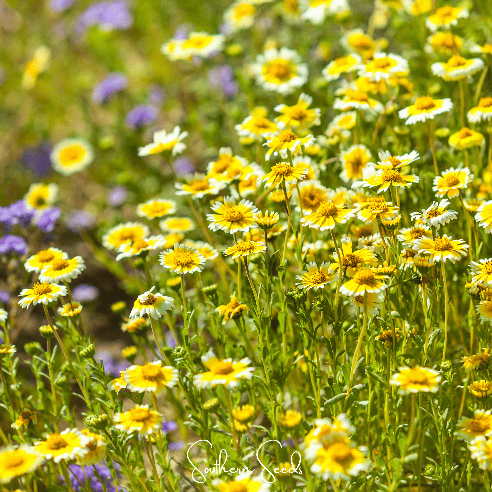 Tidy Tips – 100 Seeds