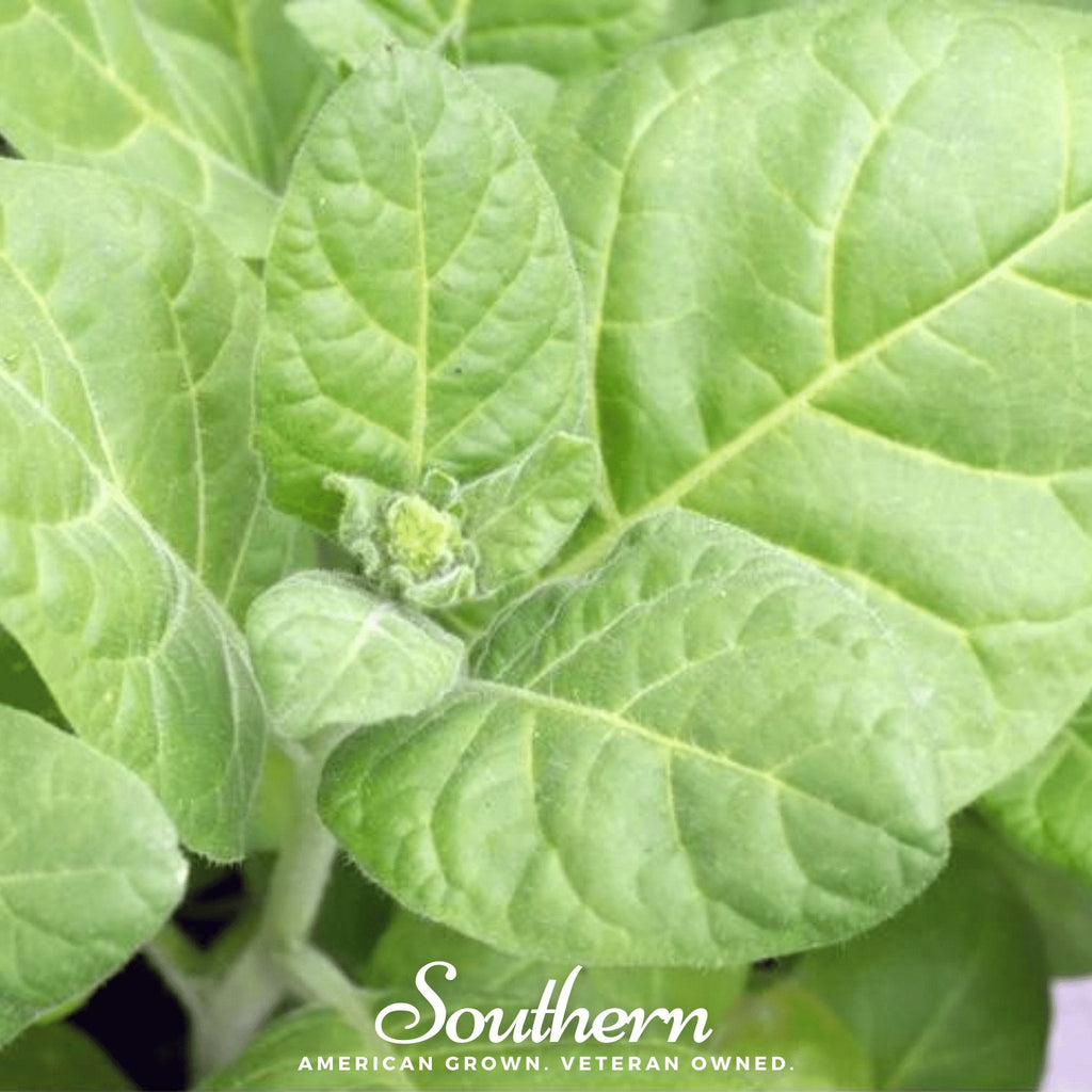 Hopi Tobacco – 100 Seeds