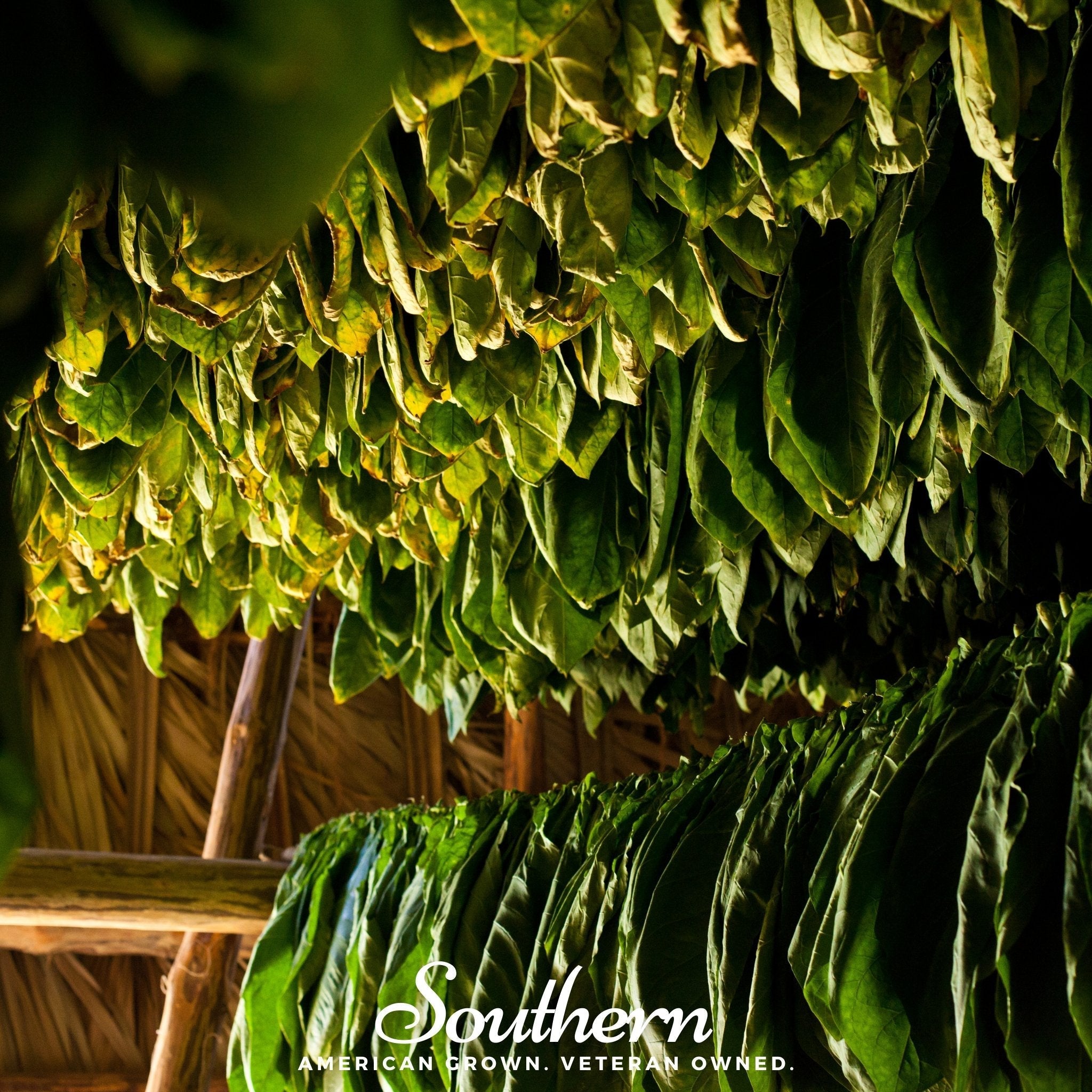 Virginia Gold Tobacco – 500 Seeds