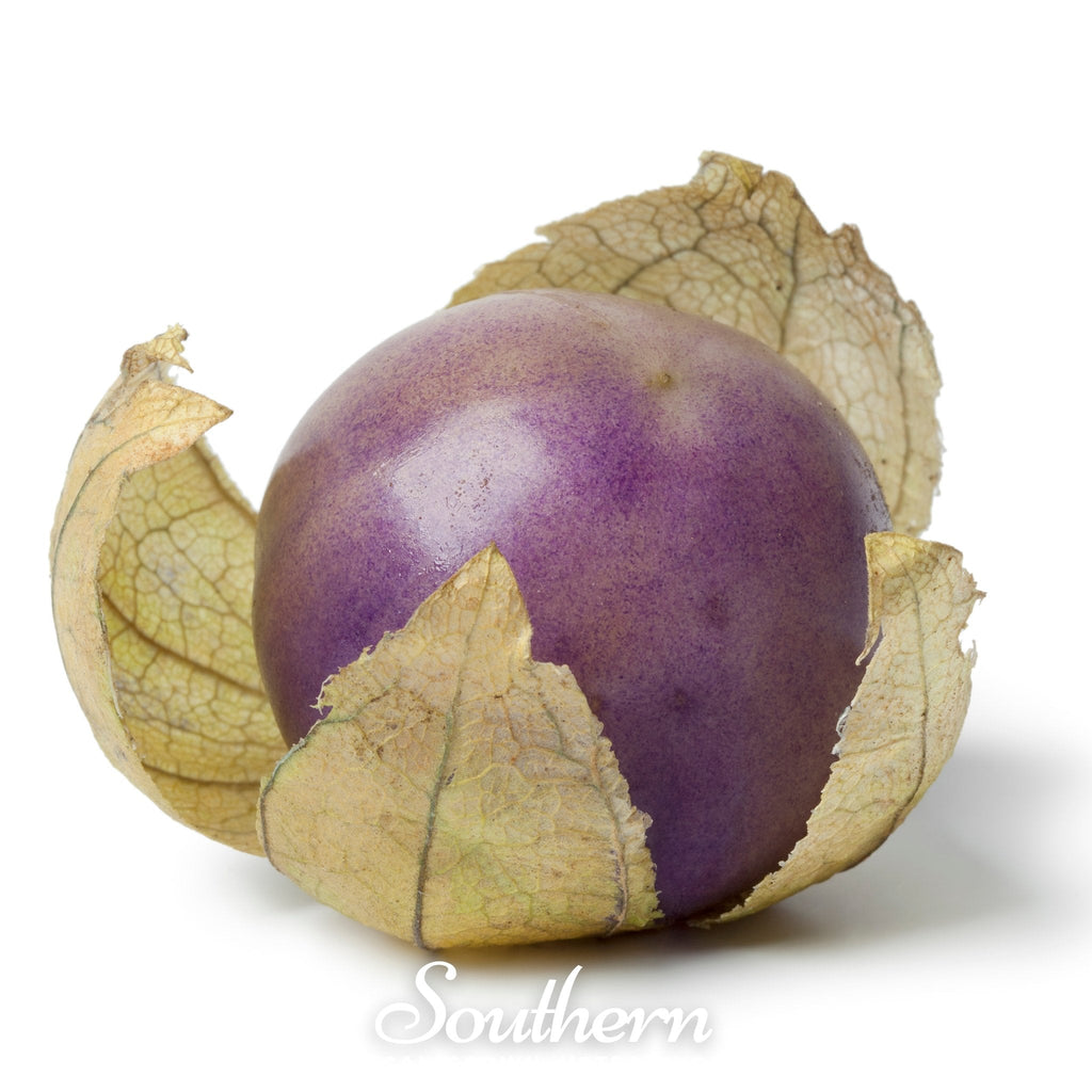 Purple Tomatillo – 30 Seeds