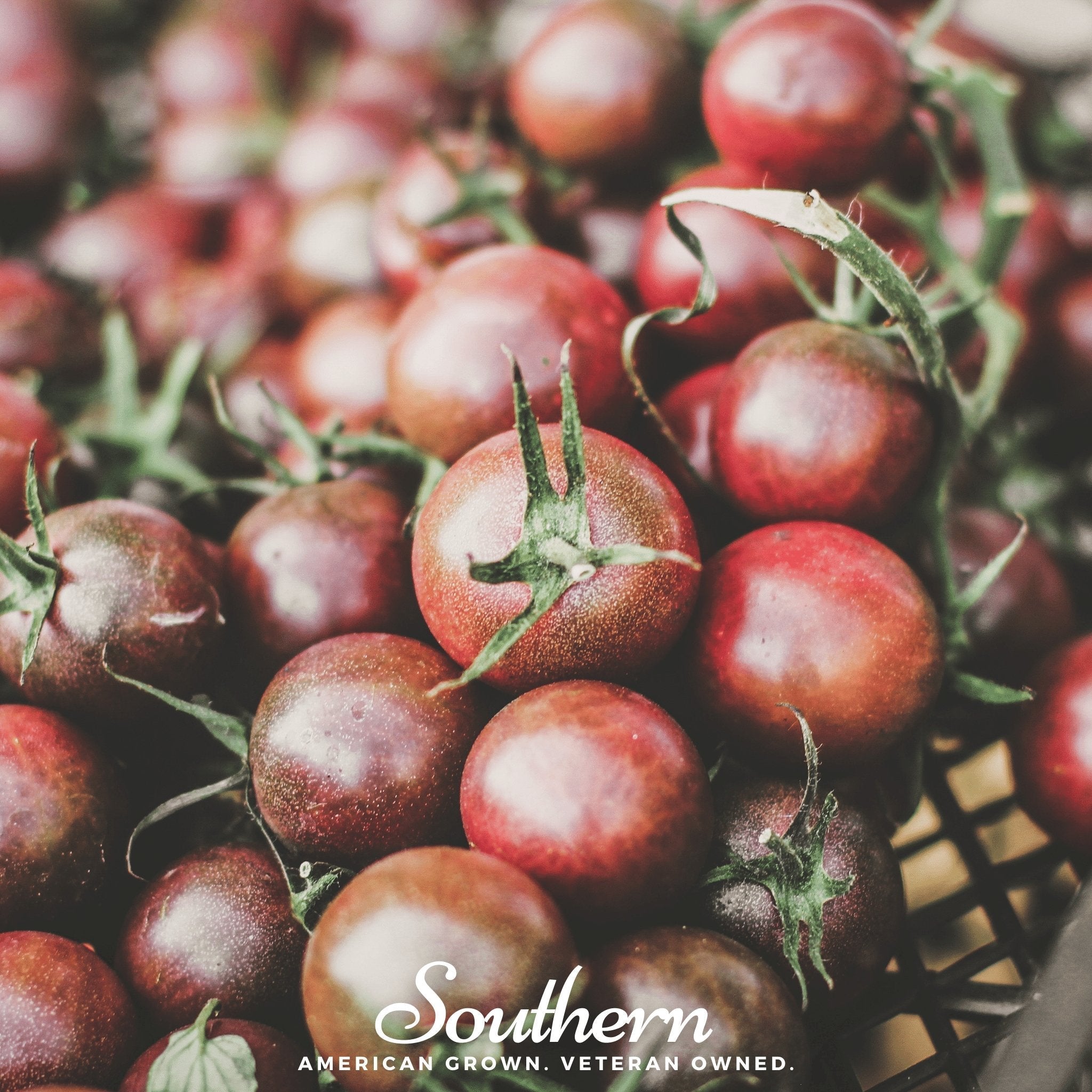 Black Prince Tomato – 50 Seeds