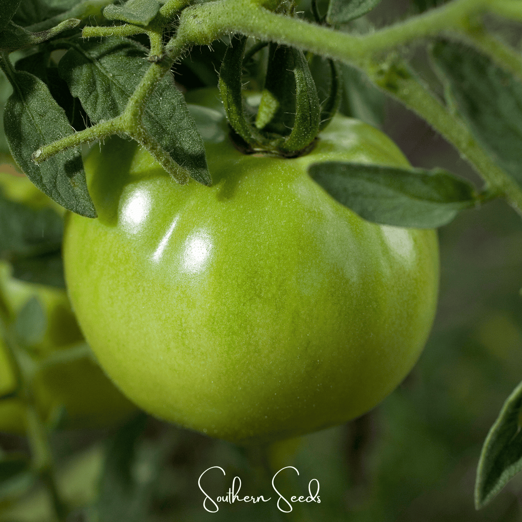 Evergreen Tomato – 50 Seeds