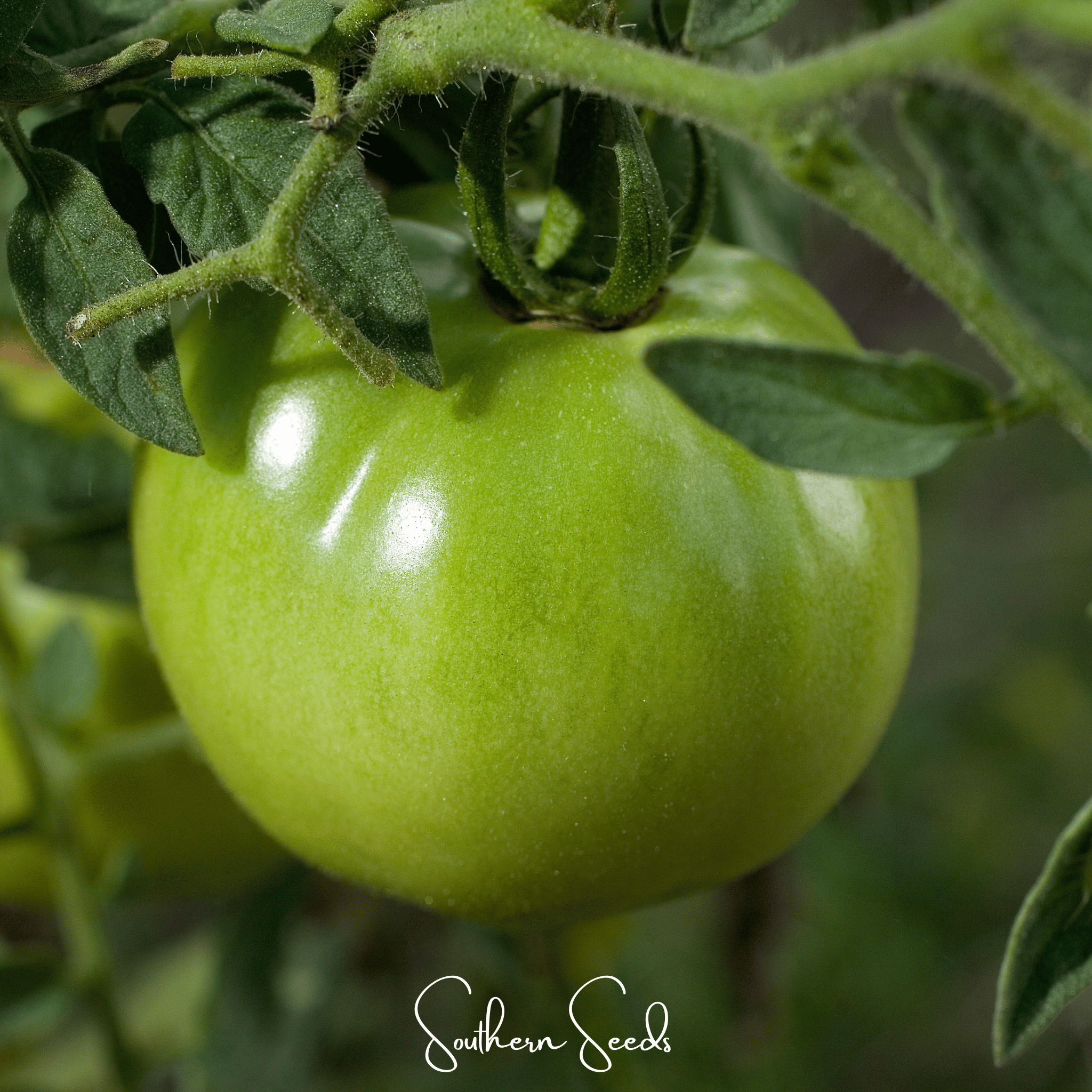 Evergreen Tomato – 50 Seeds