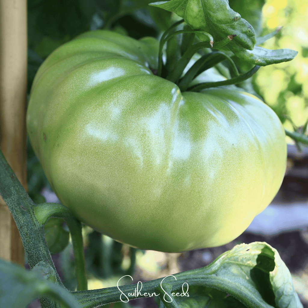 Evergreen Tomato – 50 Seeds