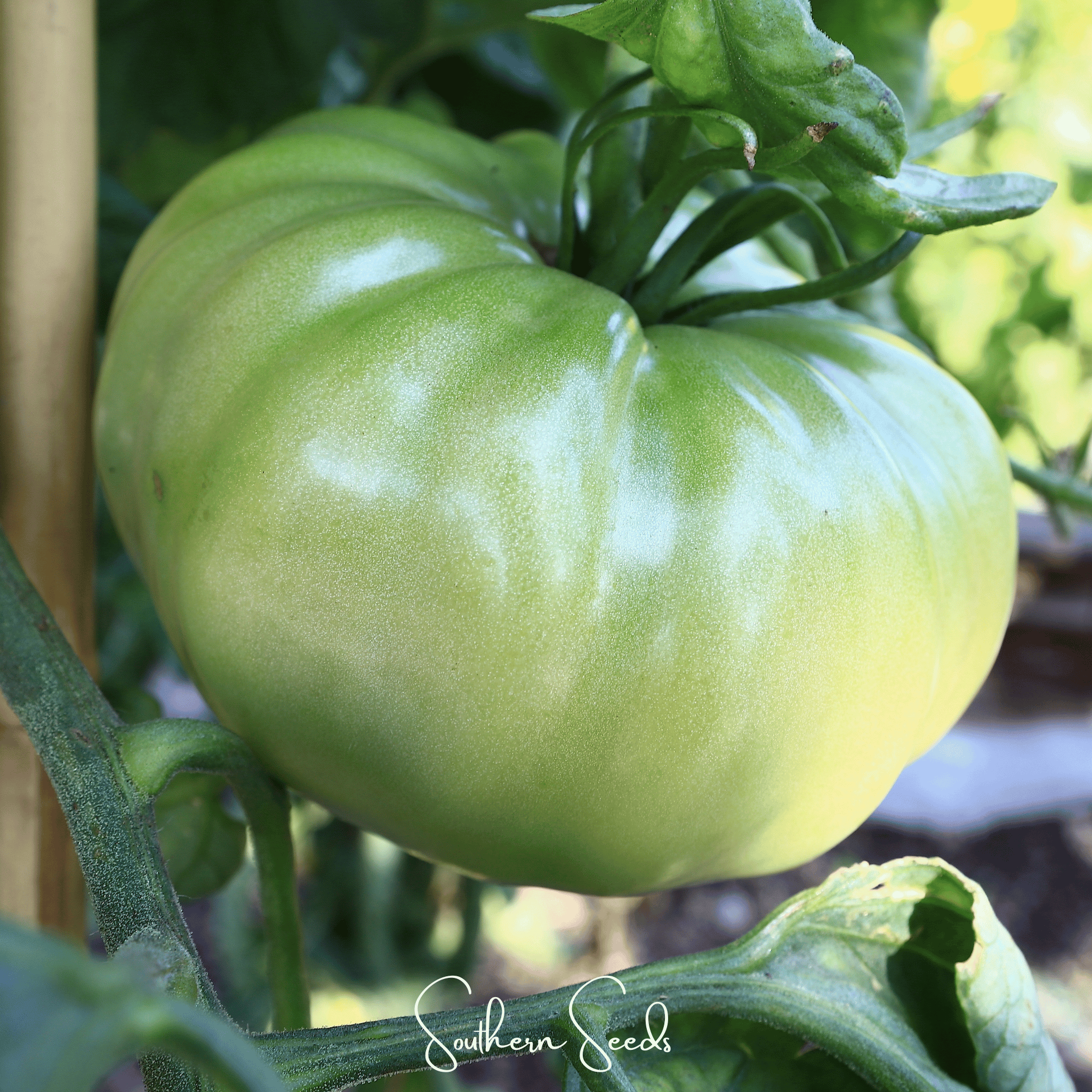 Evergreen Tomato – 50 Seeds