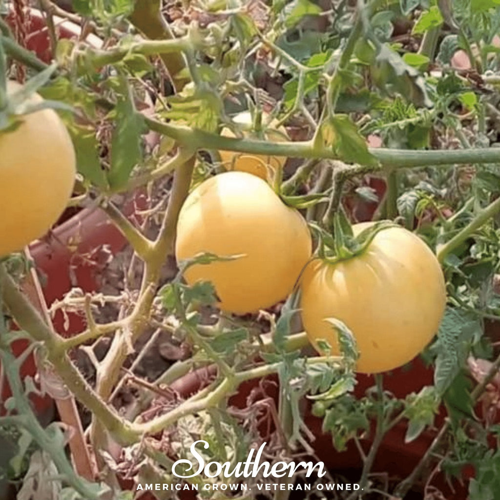 Garden Peach Tomato – 50 Seeds