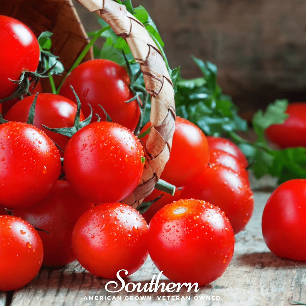 Small Red Cherry Tomato – 50 Seeds