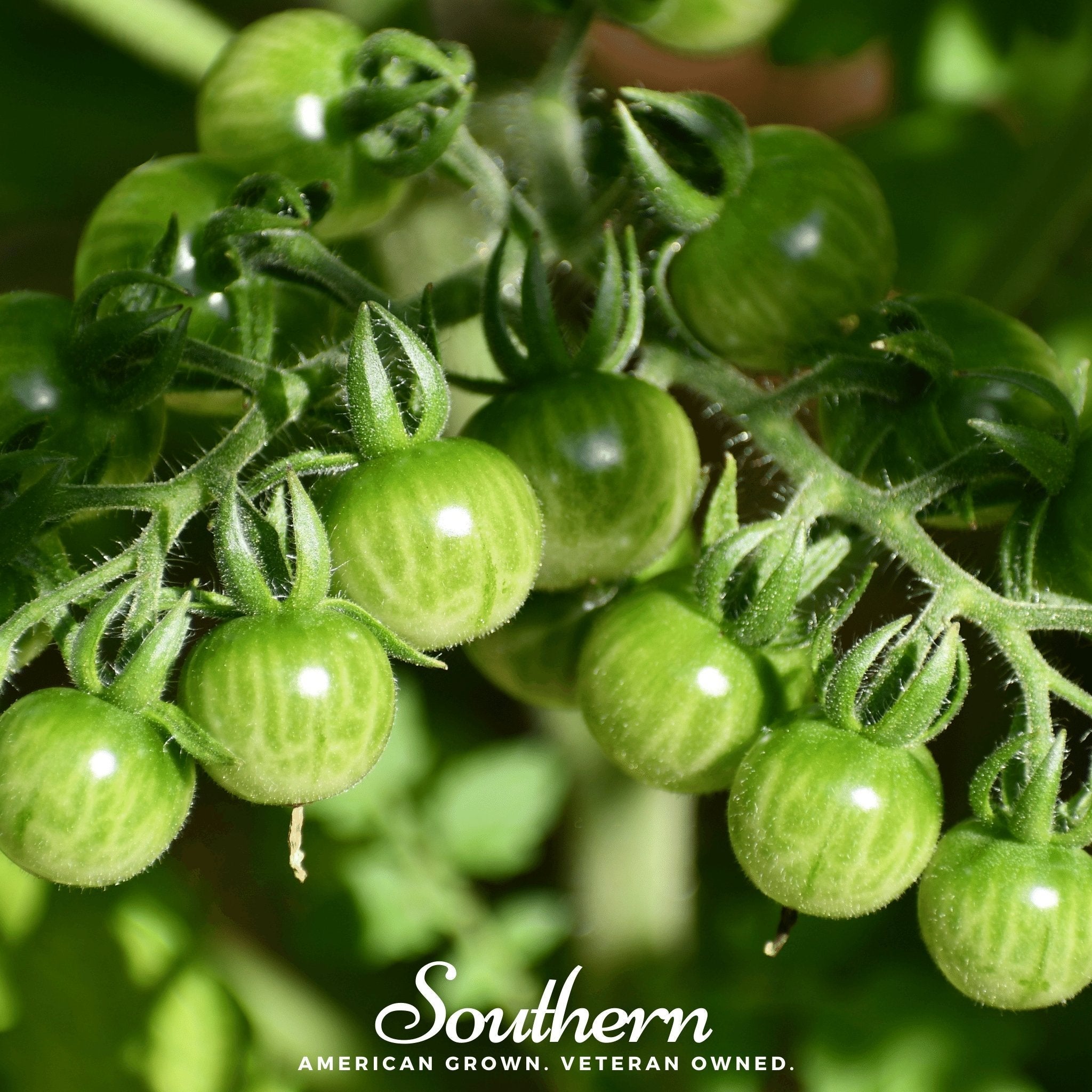 Sweetie Tomato – 50 Seeds