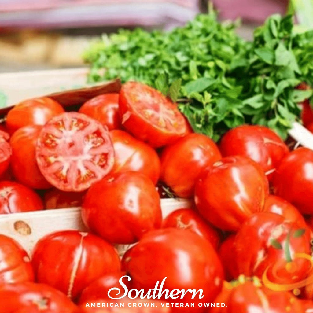 VR Moscow Tomato – 50 Seeds