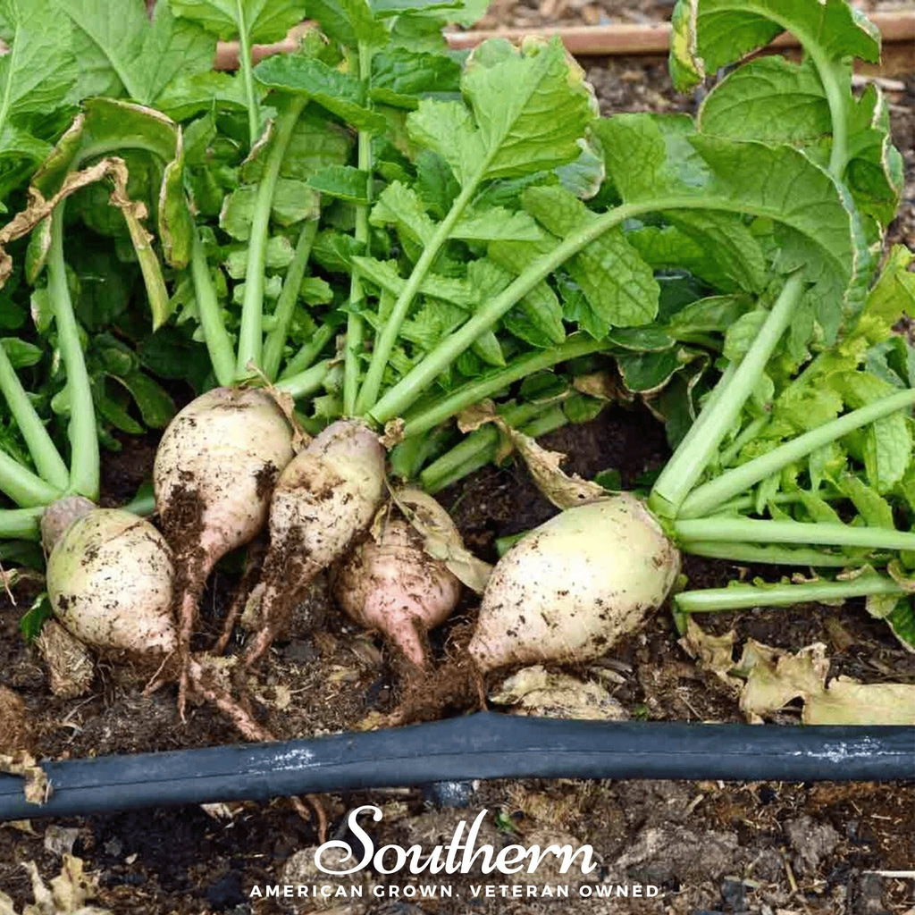 Seven Top Turnip – 100 Seeds