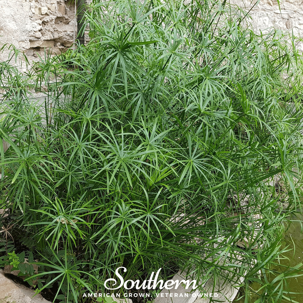 Umbrella Plant – 50 Seeds