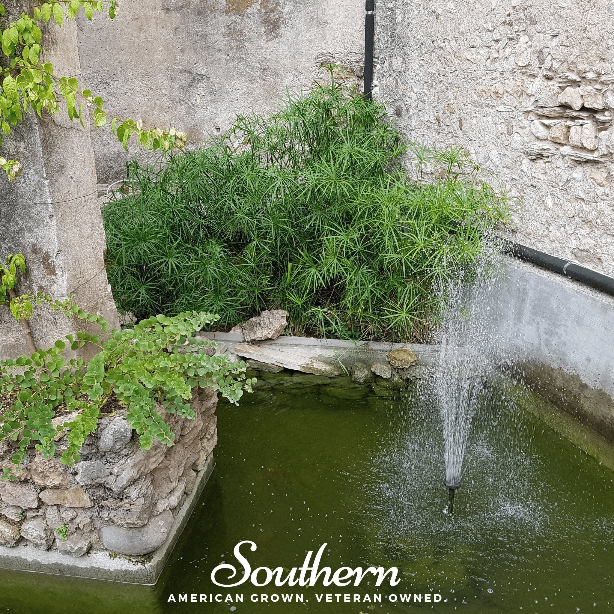 Umbrella Plant – 50 Seeds