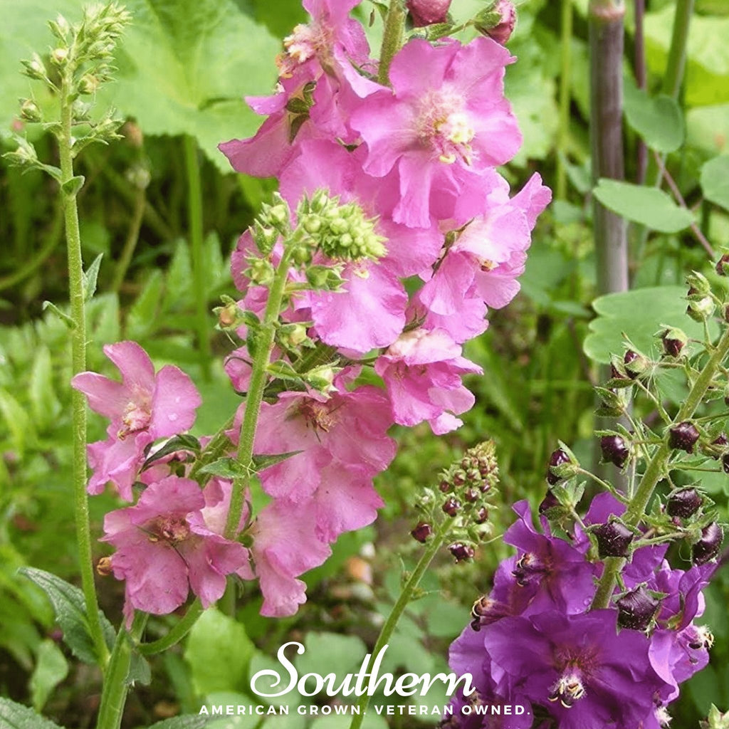 Verbascum Mullein Mix – 100 Seeds