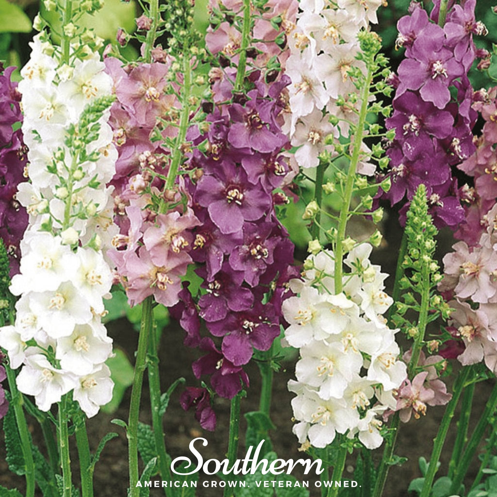 Verbascum Mullein Mix – 100 Seeds