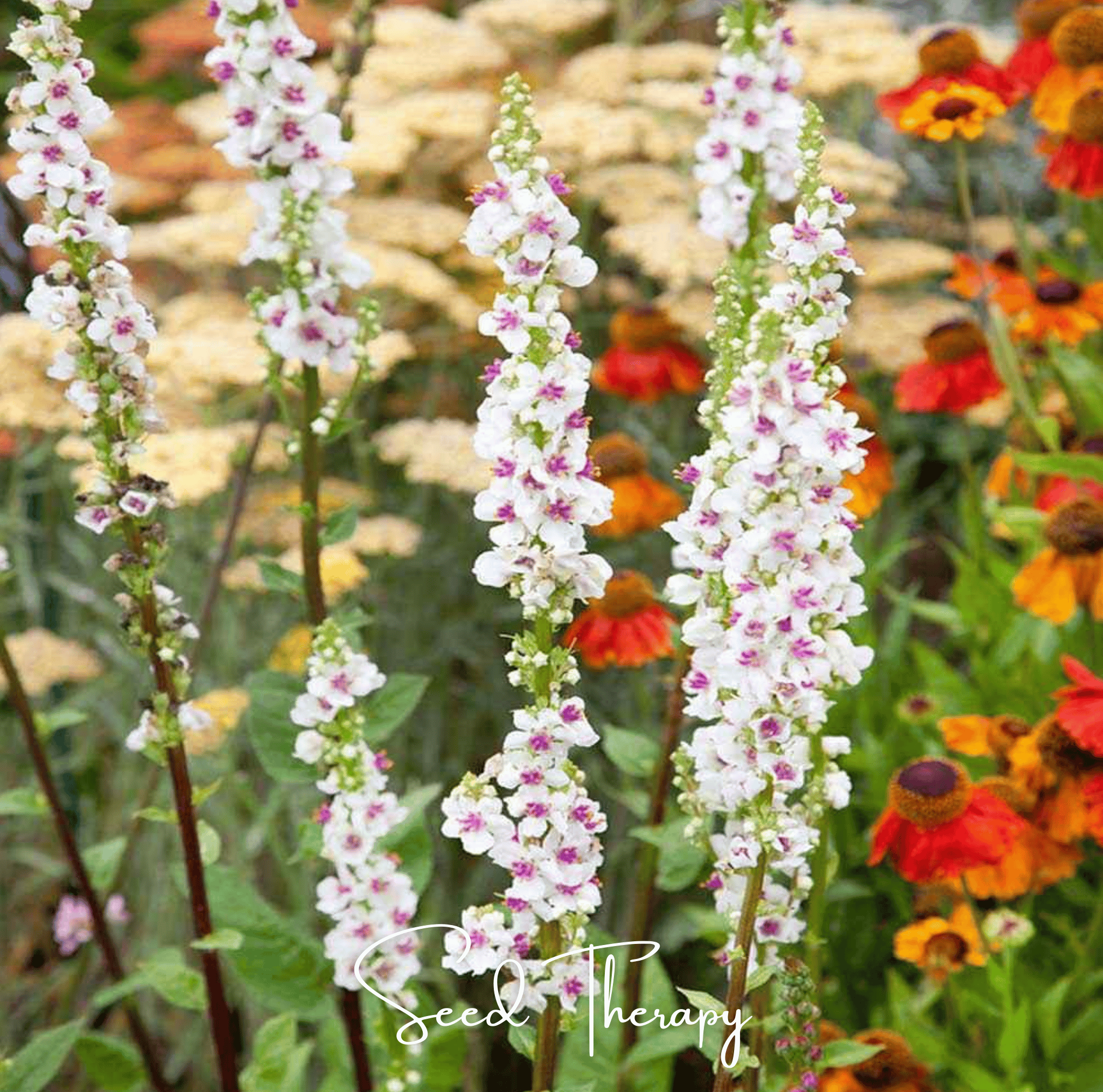 Wedding Candles Verbascum – 50 Seeds